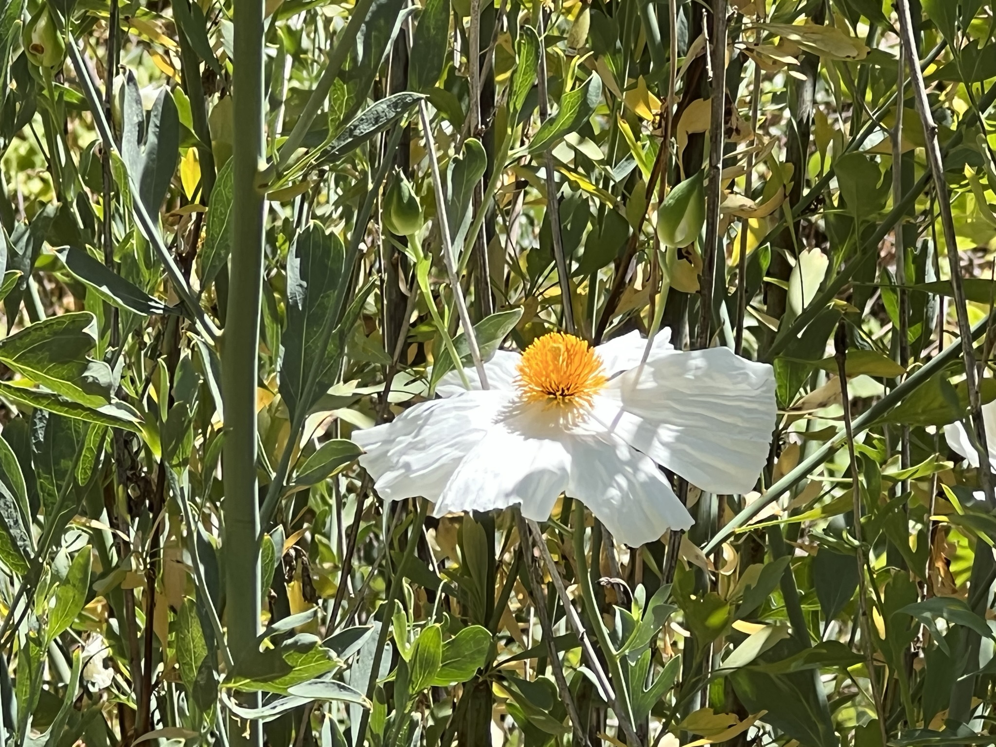 这花在湾区挺常见的，但我就不晓得是啥