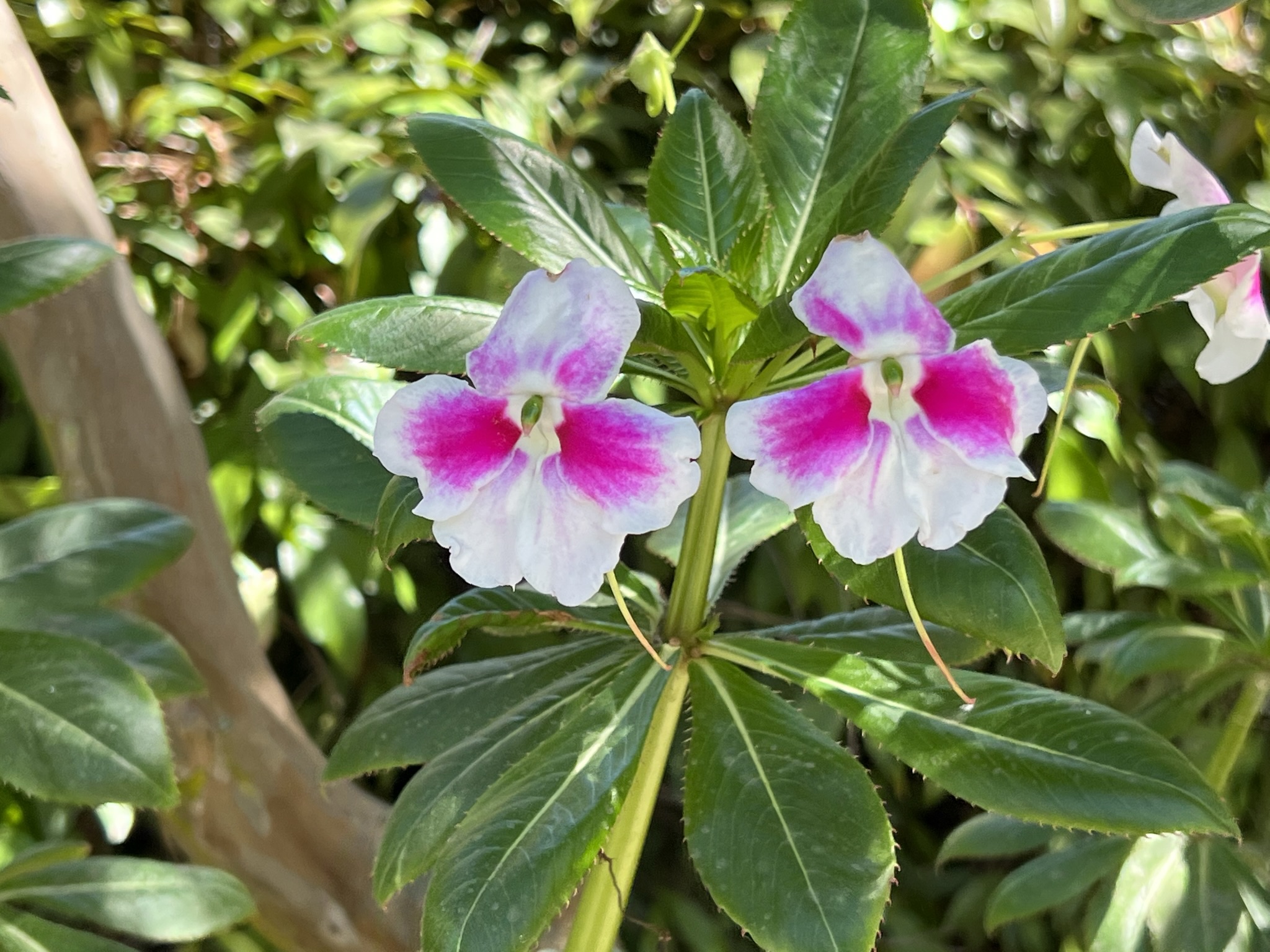 夹竹桃，中间是绿色的，感觉很罕见