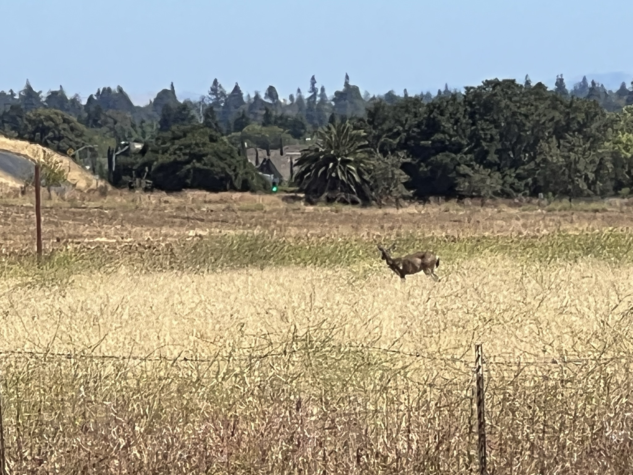 回家之前看到了一个鹿