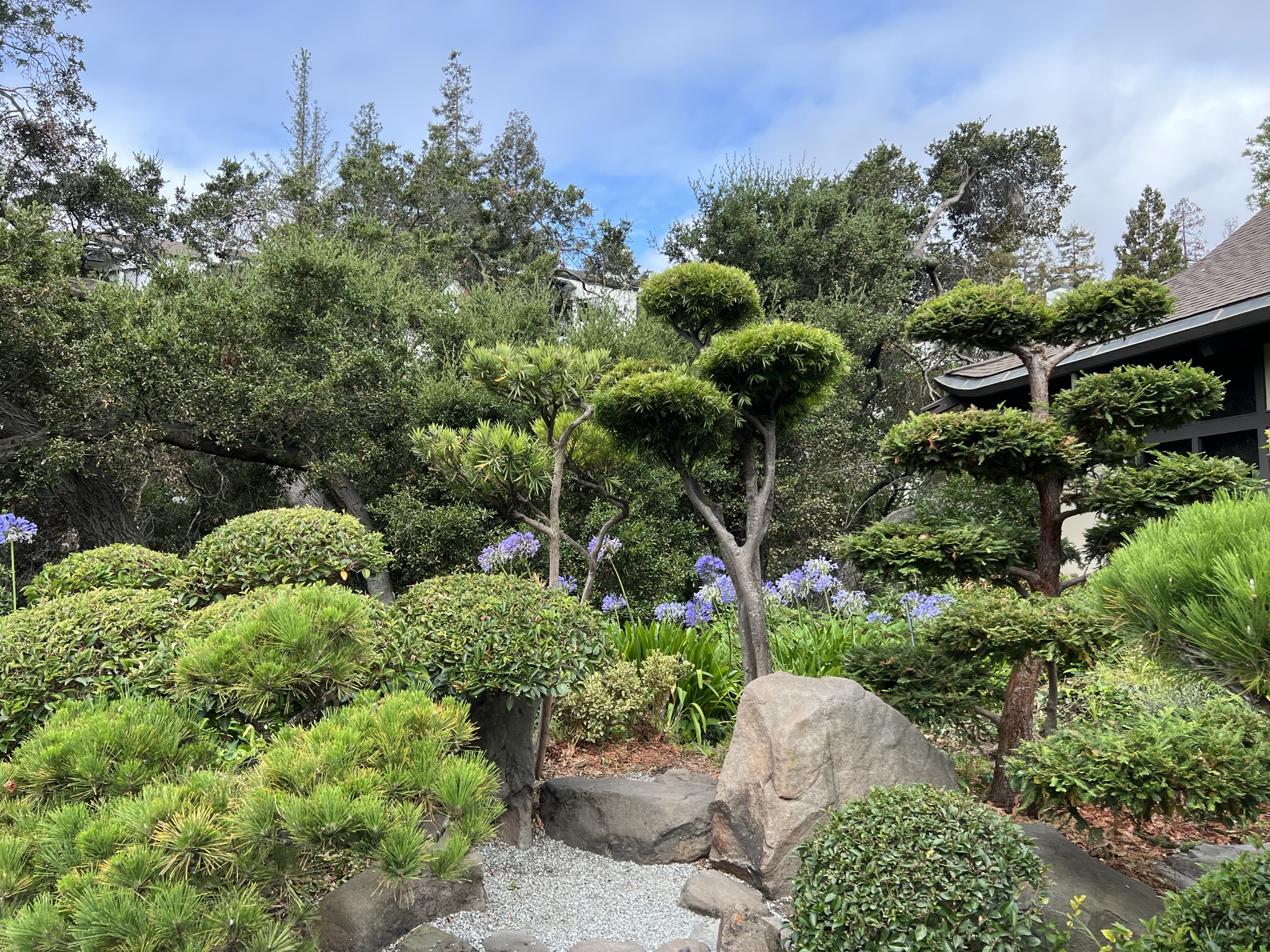花藏在了树后