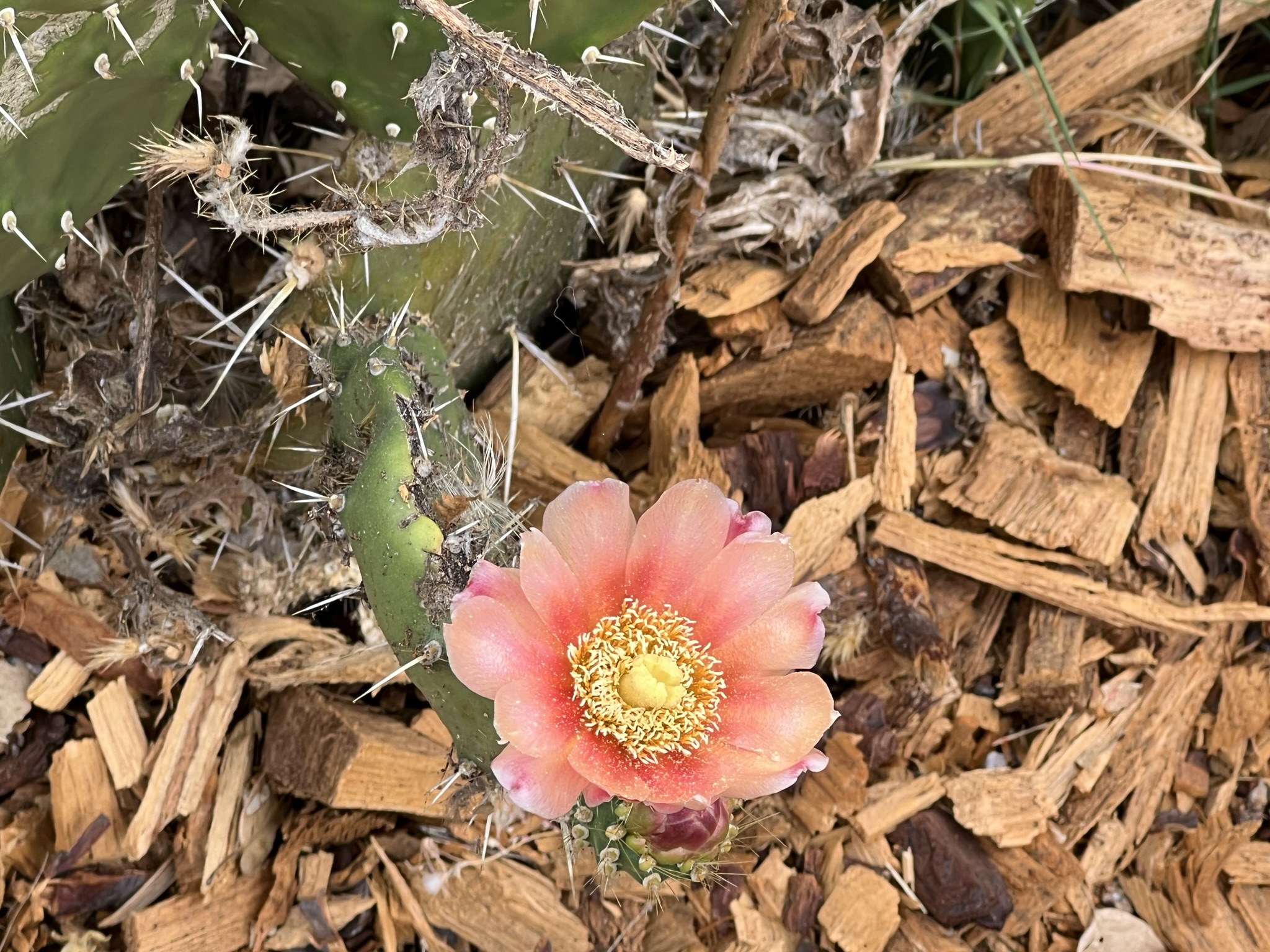 仙人掌的花