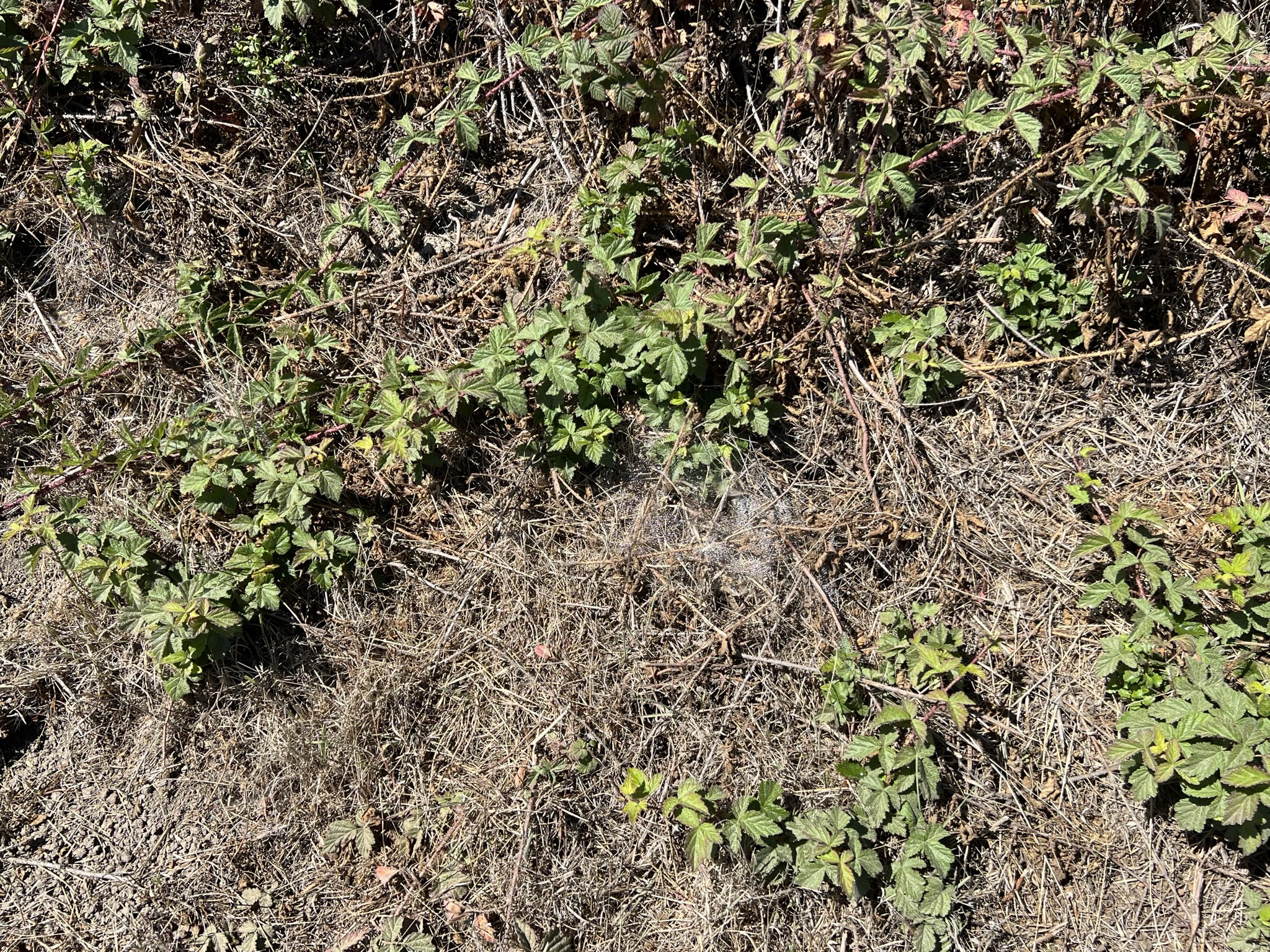正午植物和蛛网上居然有积水