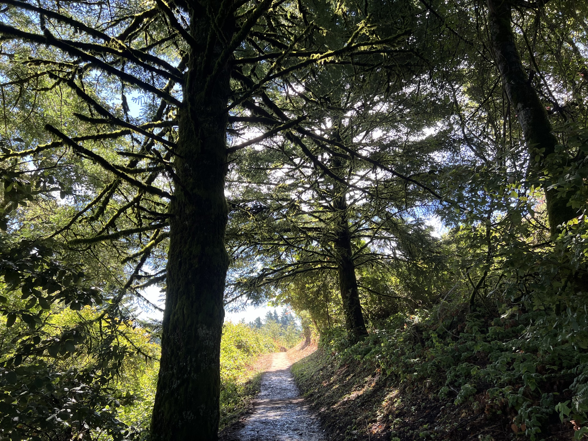 Hamms Gulch Trail 有很多这样的树一直在滴水，这个是什么树，什么原理？
