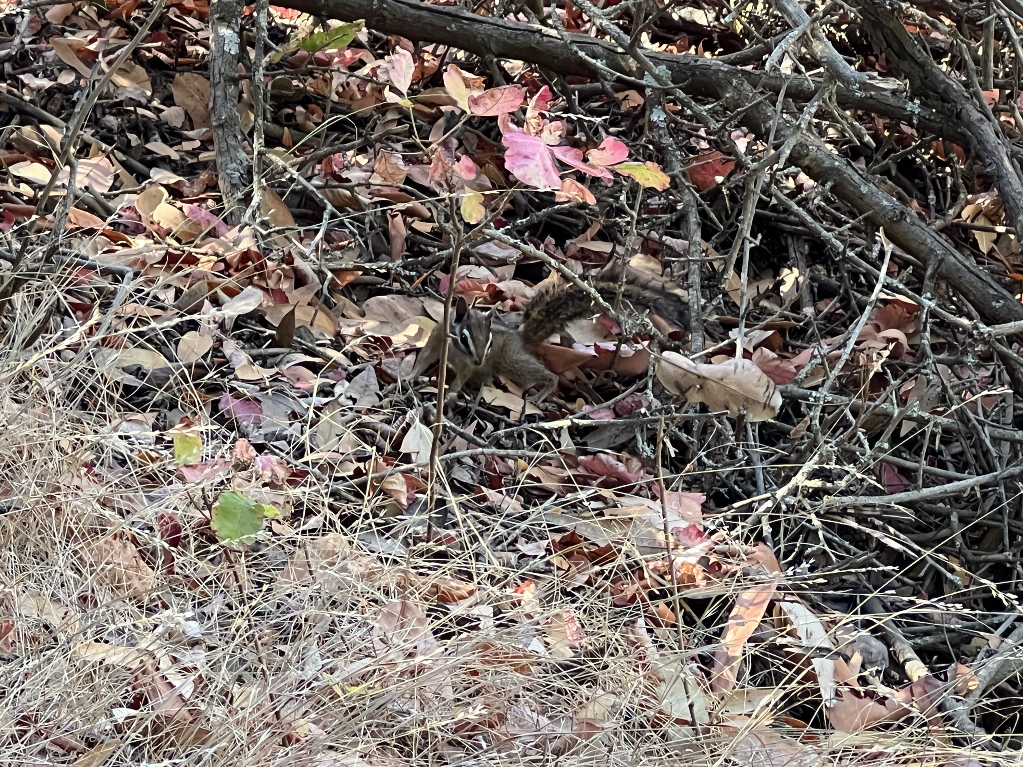 非常难得的可以观察到一个花栗鼠 Merriam’s Chipmunk