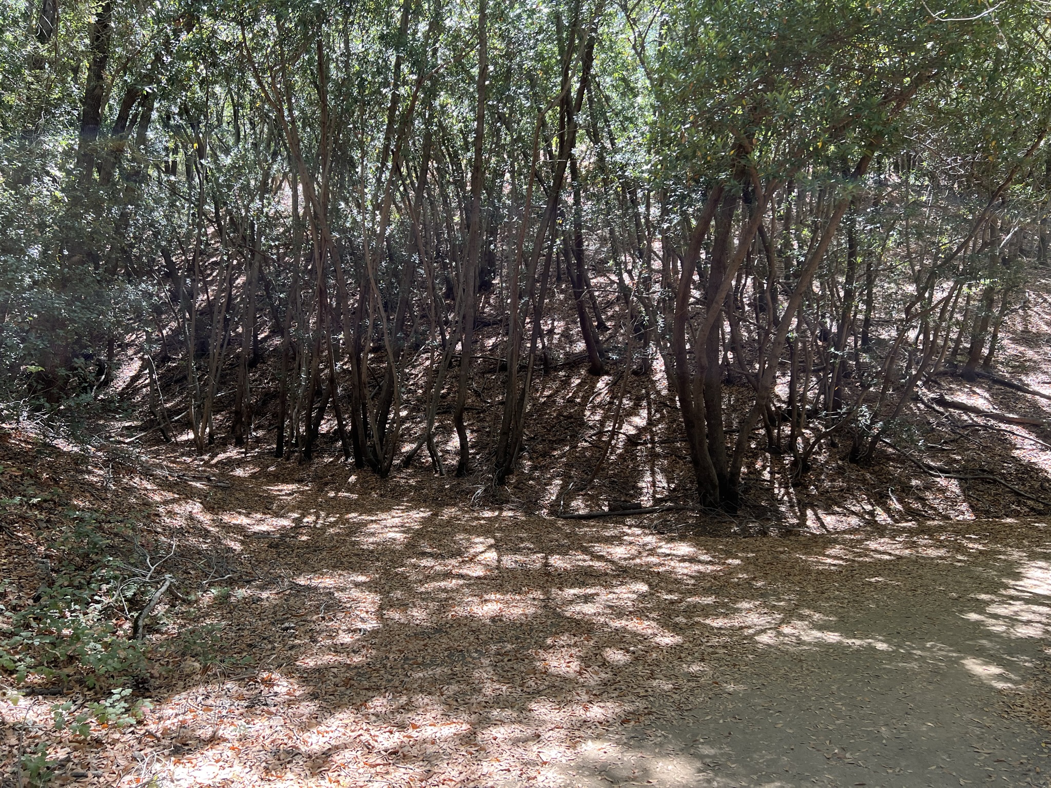 开始返回 Mount Umunhum 山顶