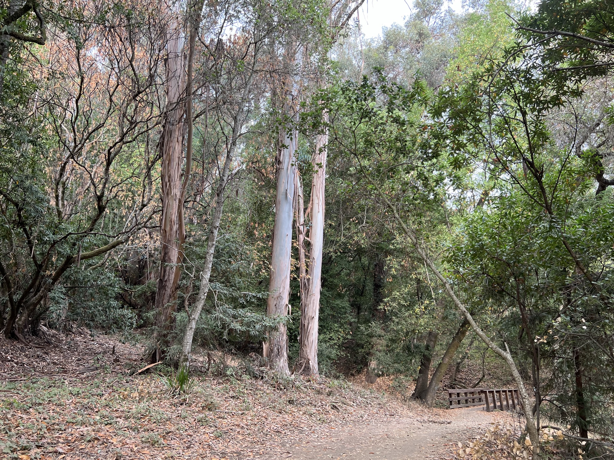 后来发现Wunderlich Park 山上全是树