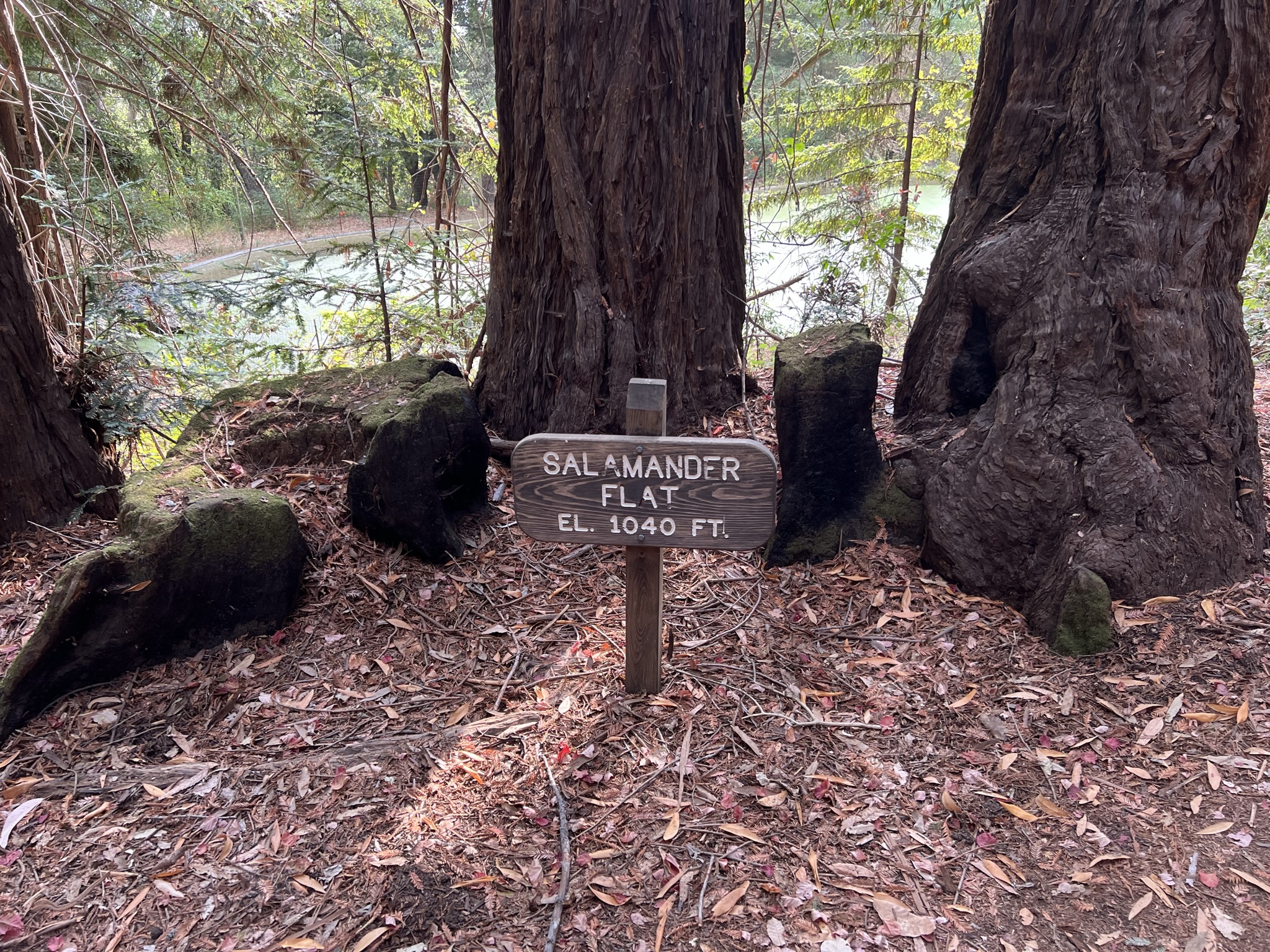 Salamander Flat