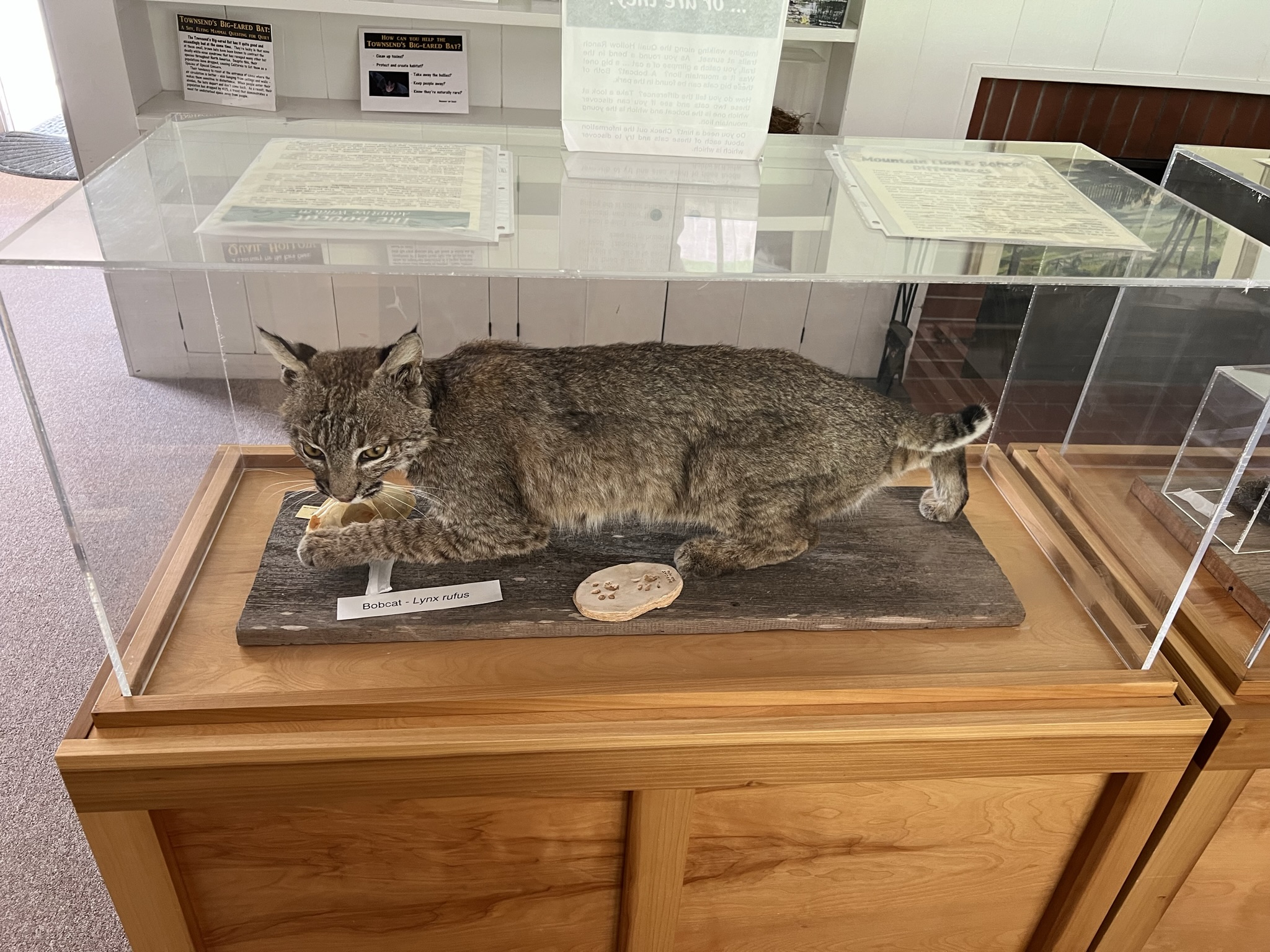 山猫