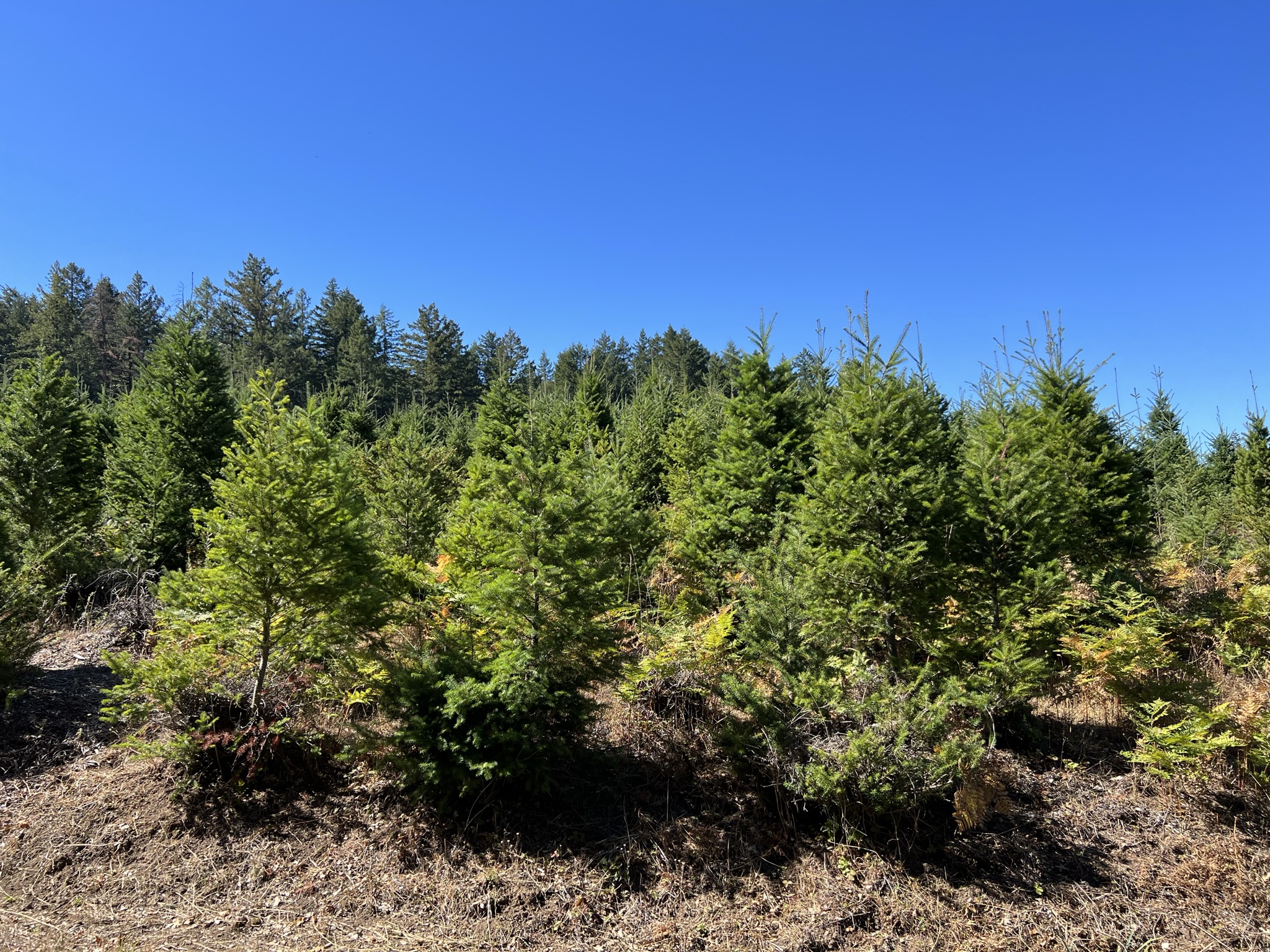 原来我已经来到了 Christmas Tree Farm，这些小树都是圣诞树！