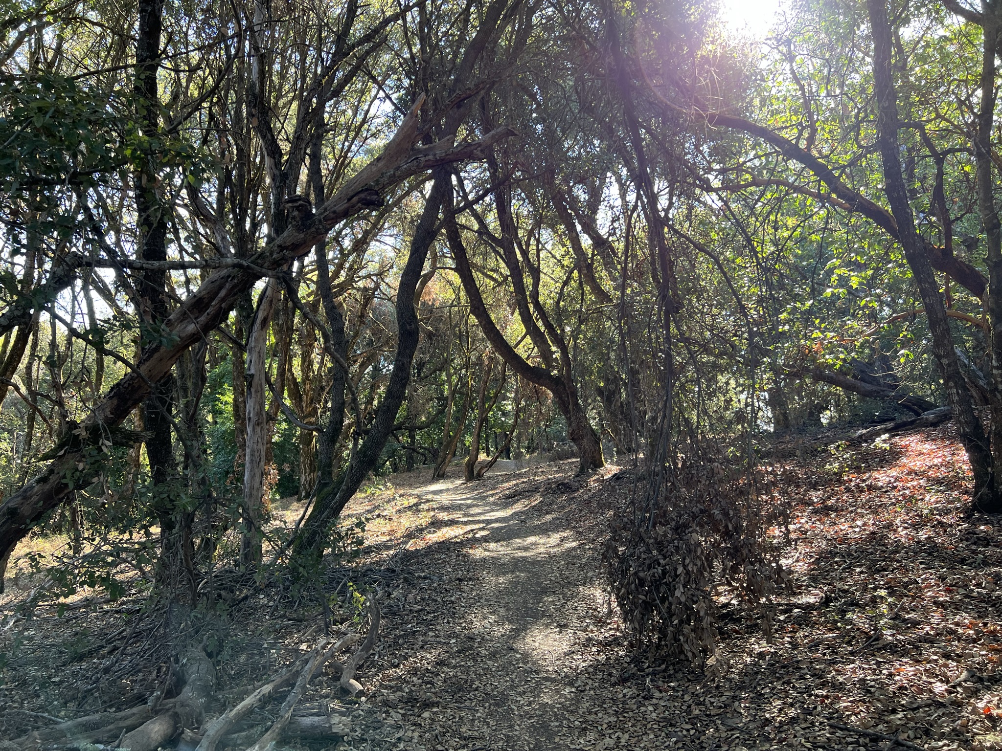 White Oak Trail 就是走树林