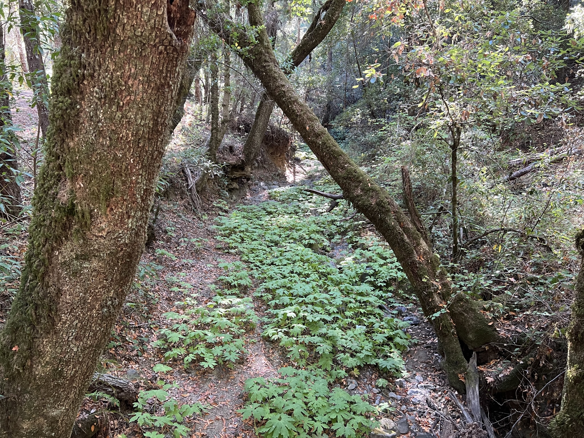干涸的河道上已经长满了草
