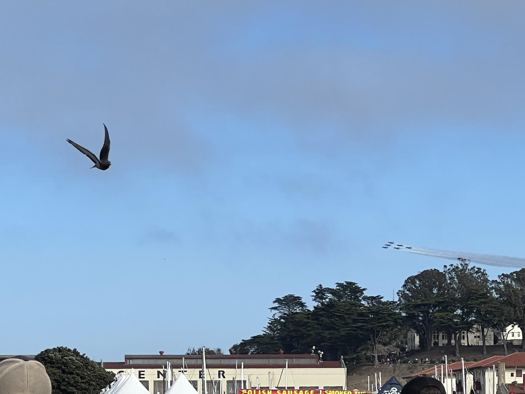 Blue Angels 登场