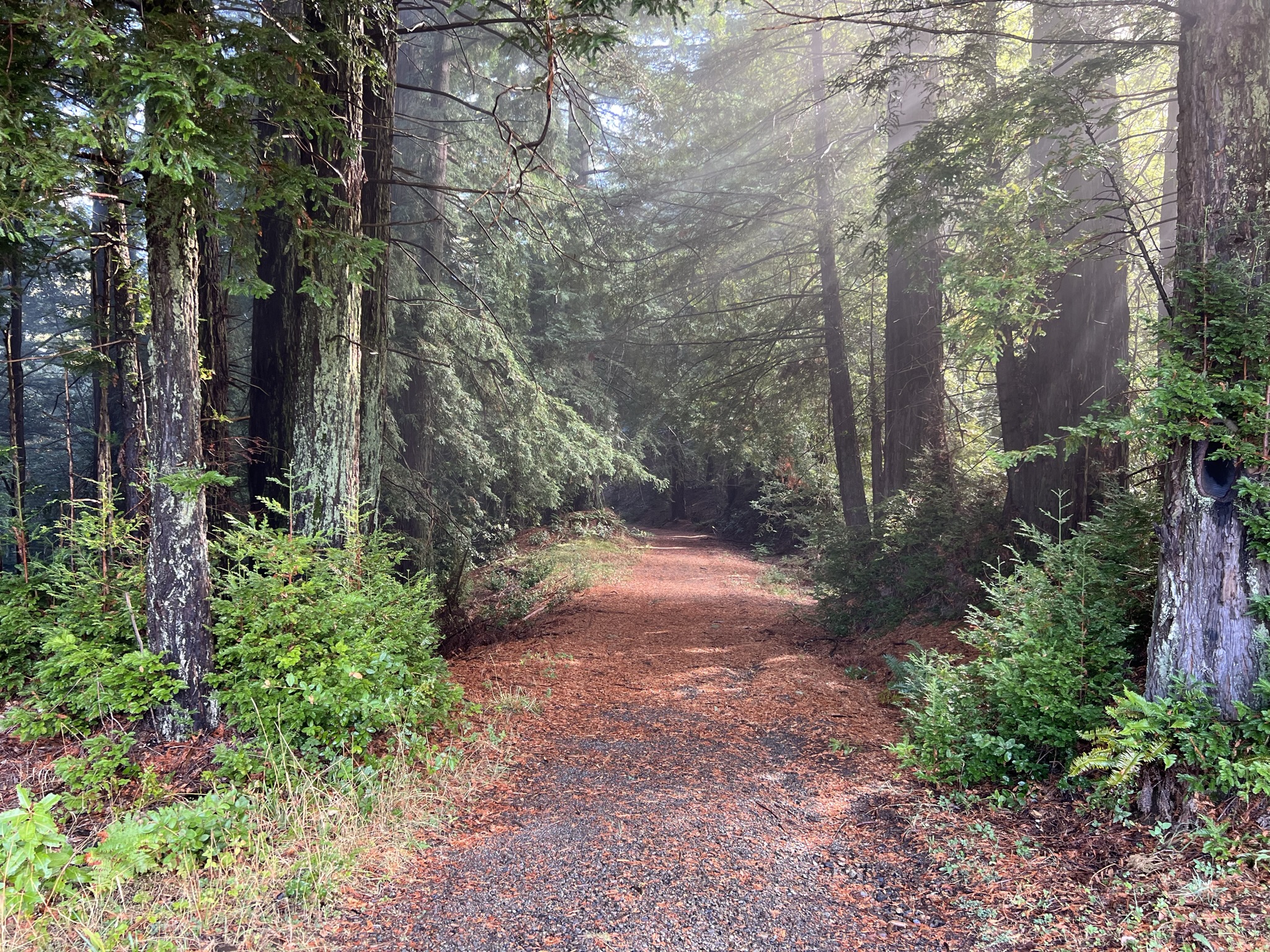 Cielo Trail 上的树木不停滴水，地上都是湿漉漉的