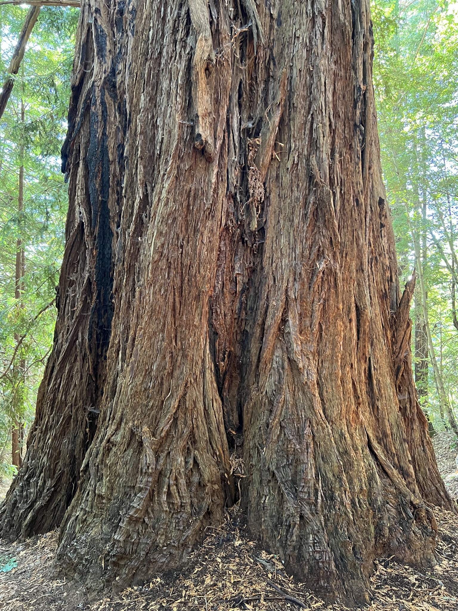到达 Big Tree，树是真的很粗