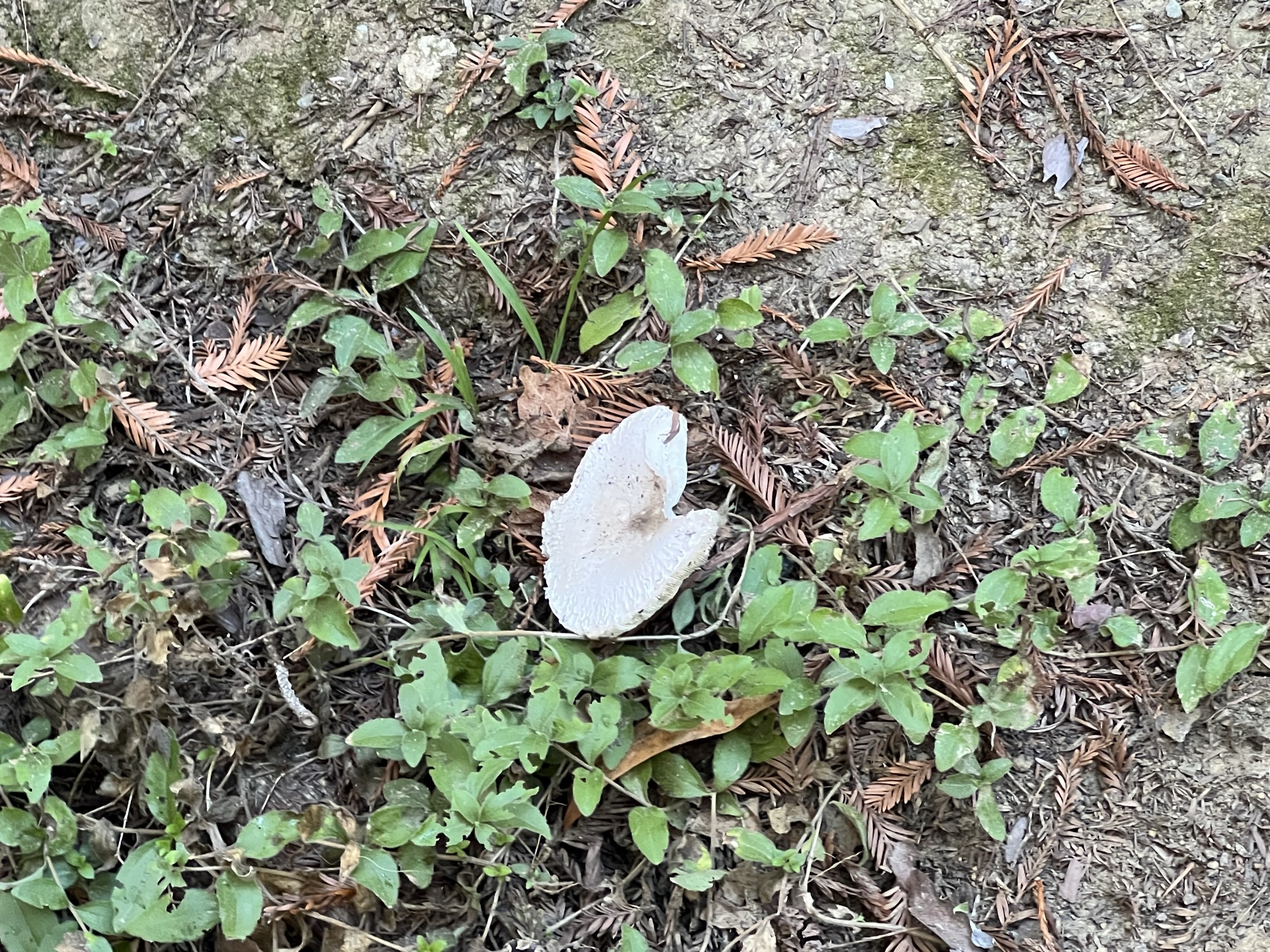 被动物咬过一口的菌类