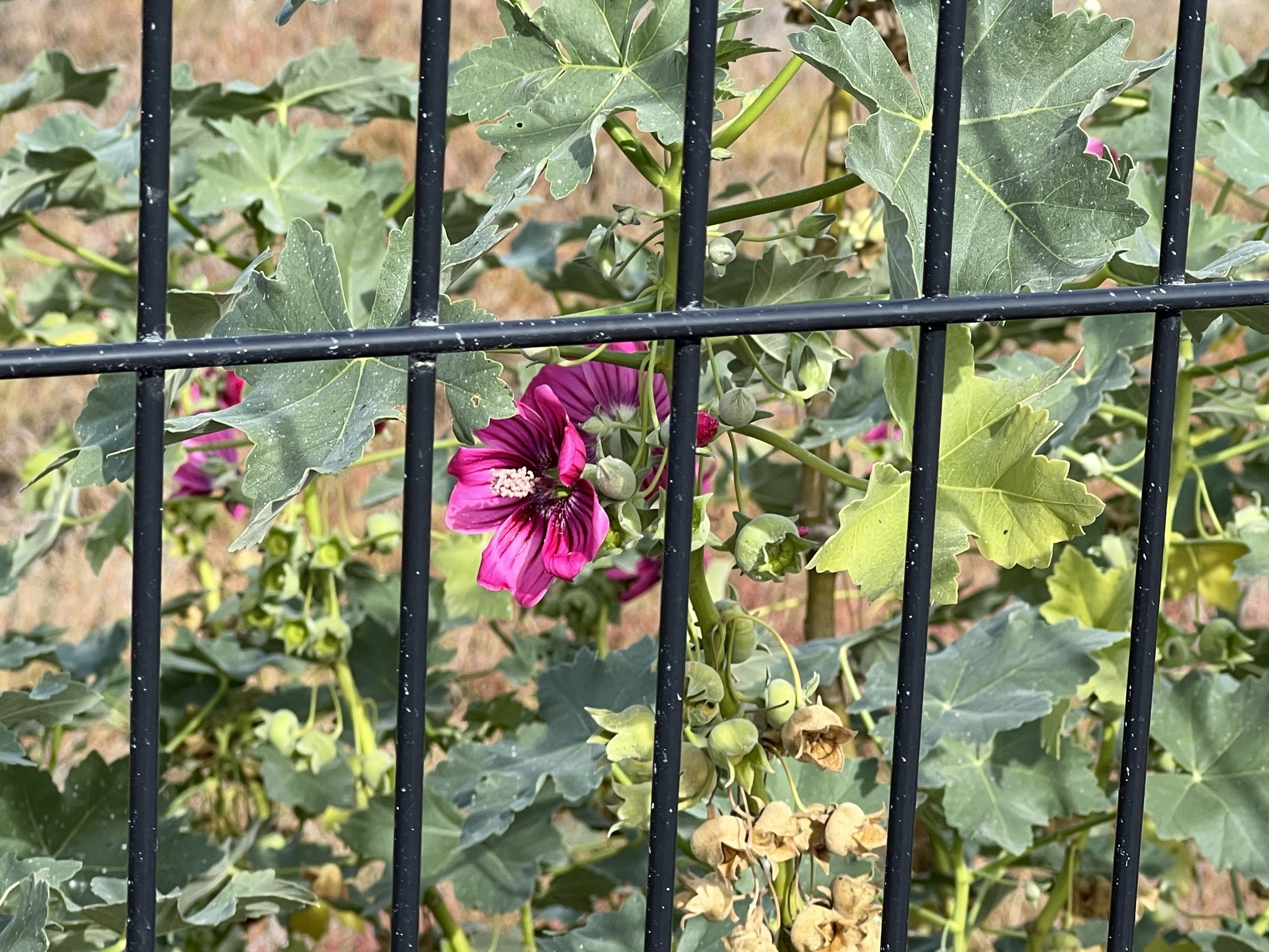 不知名的花