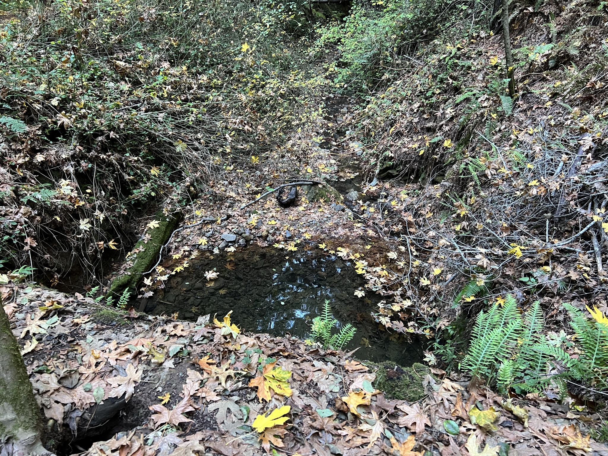 Purisima Creek