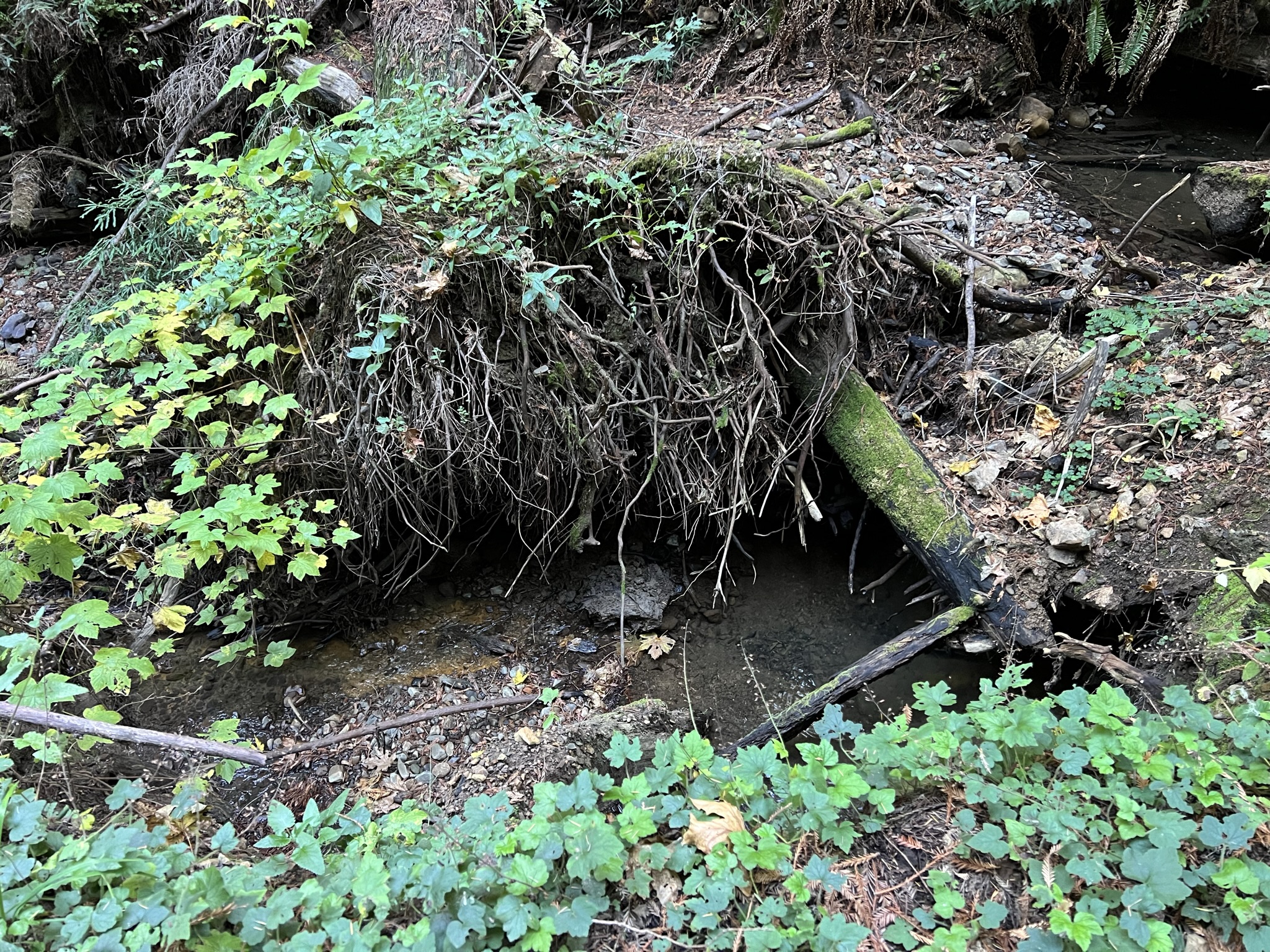 Purisima Creek