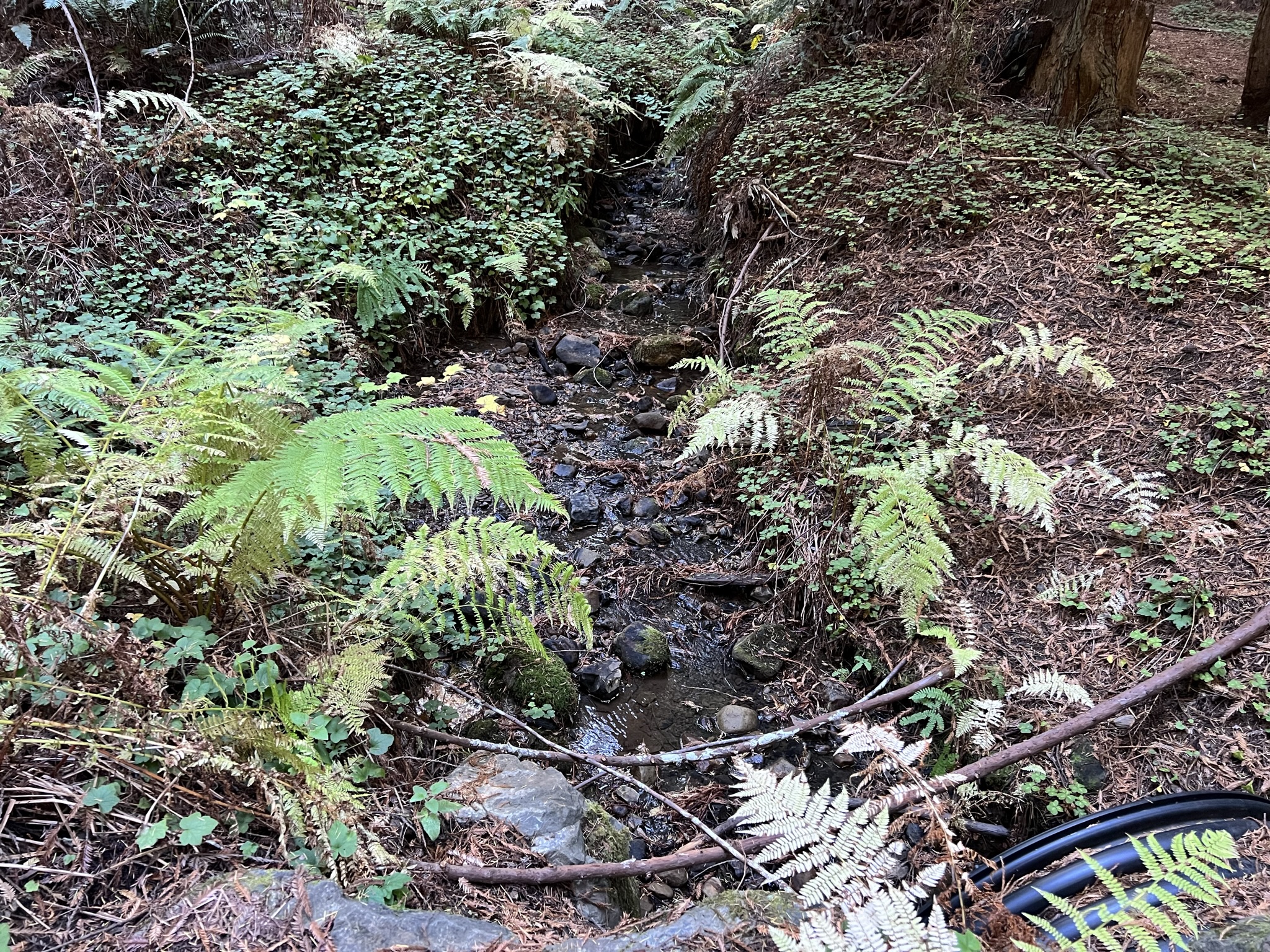 Purisima Creek