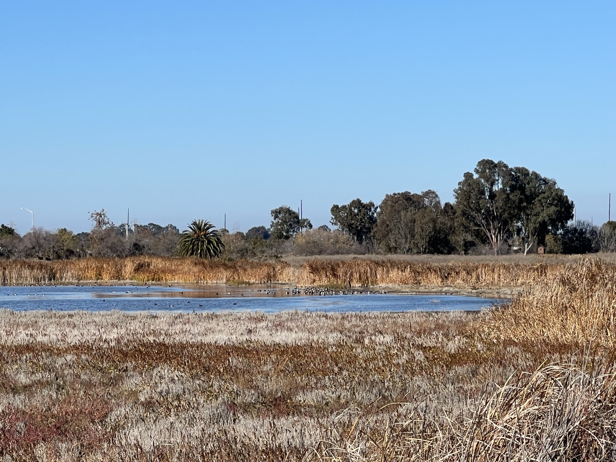 Egret Pond