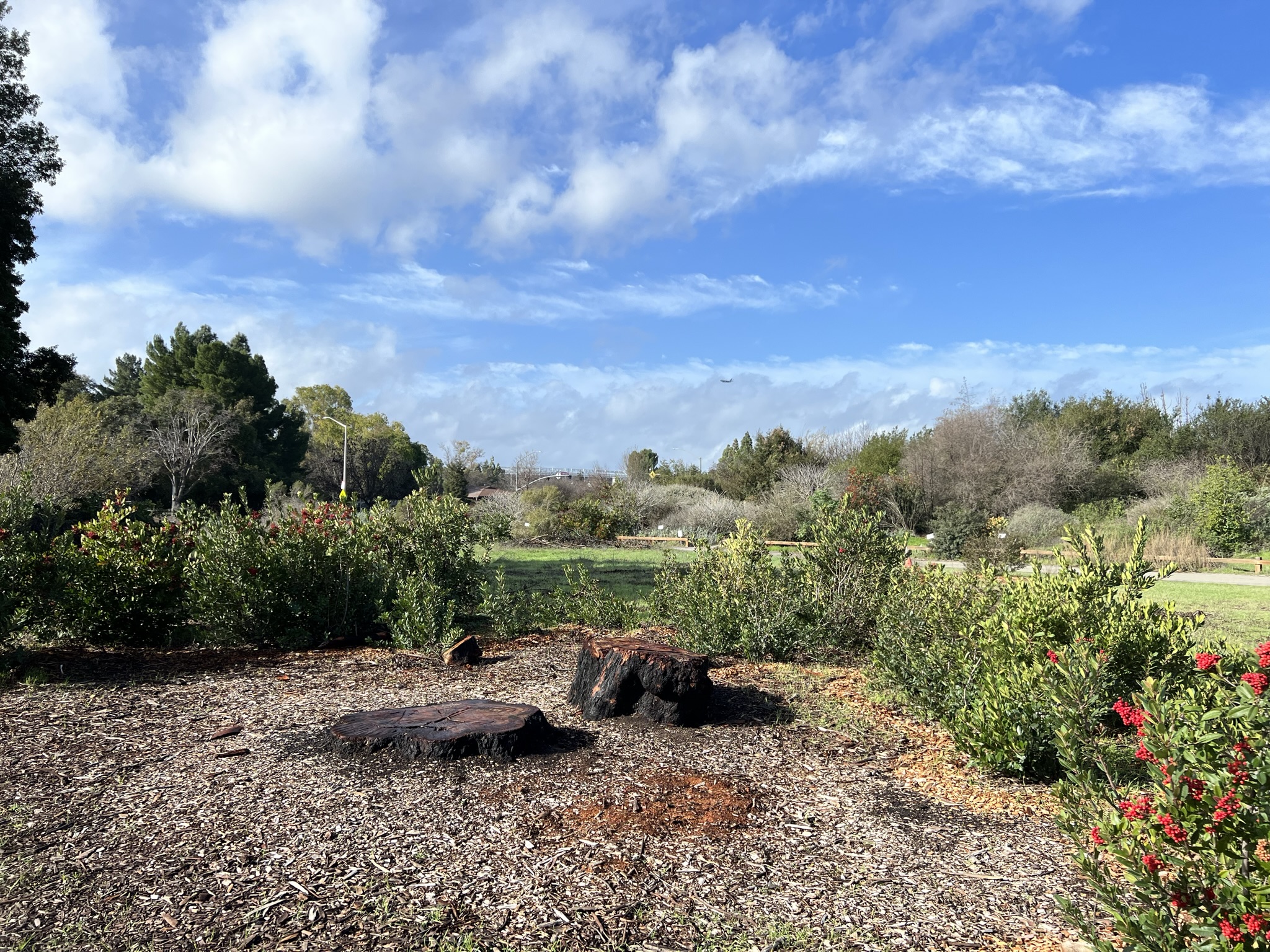 栽种有不少当地的植物
