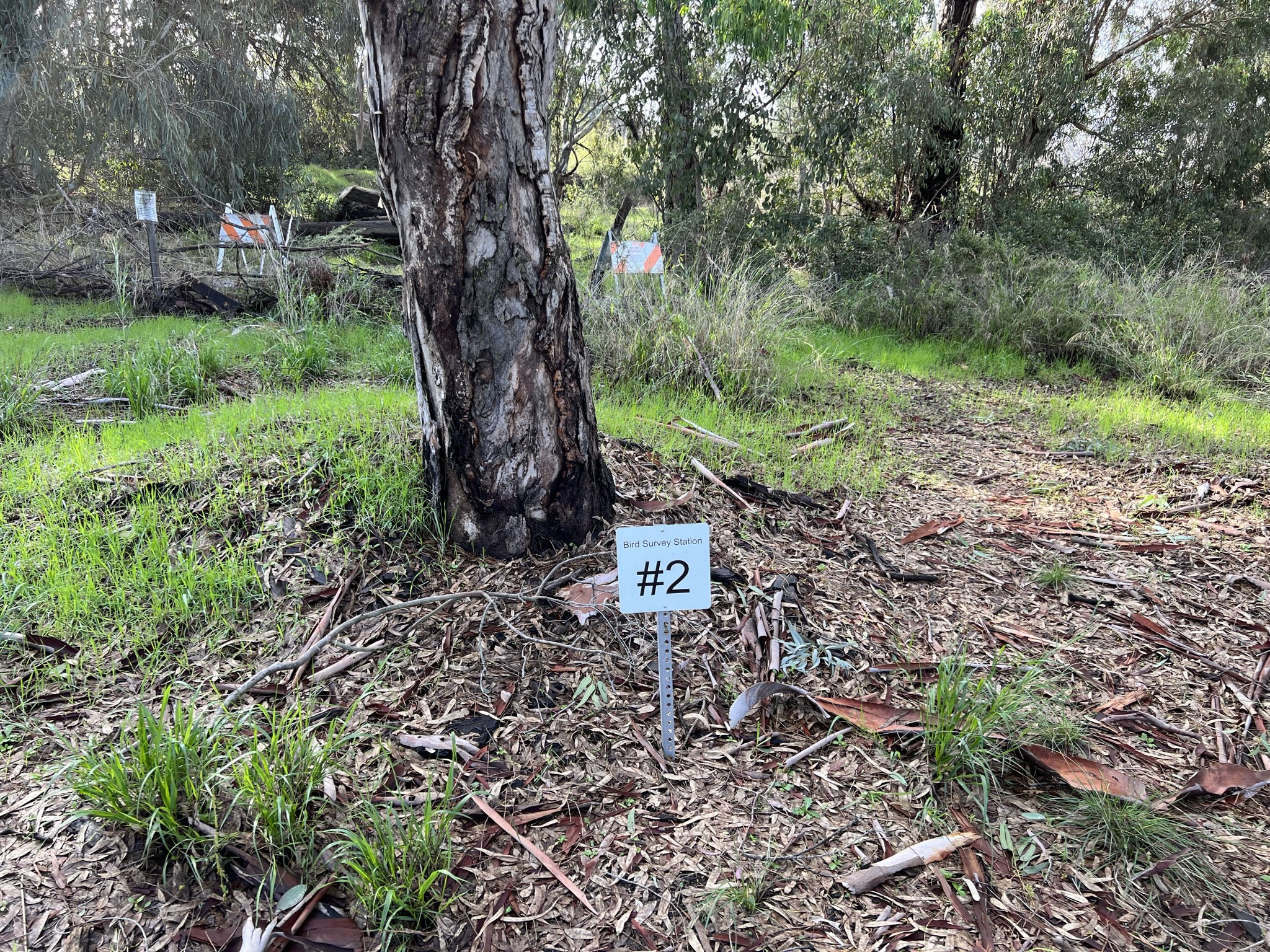 什么是 Bird Survey？