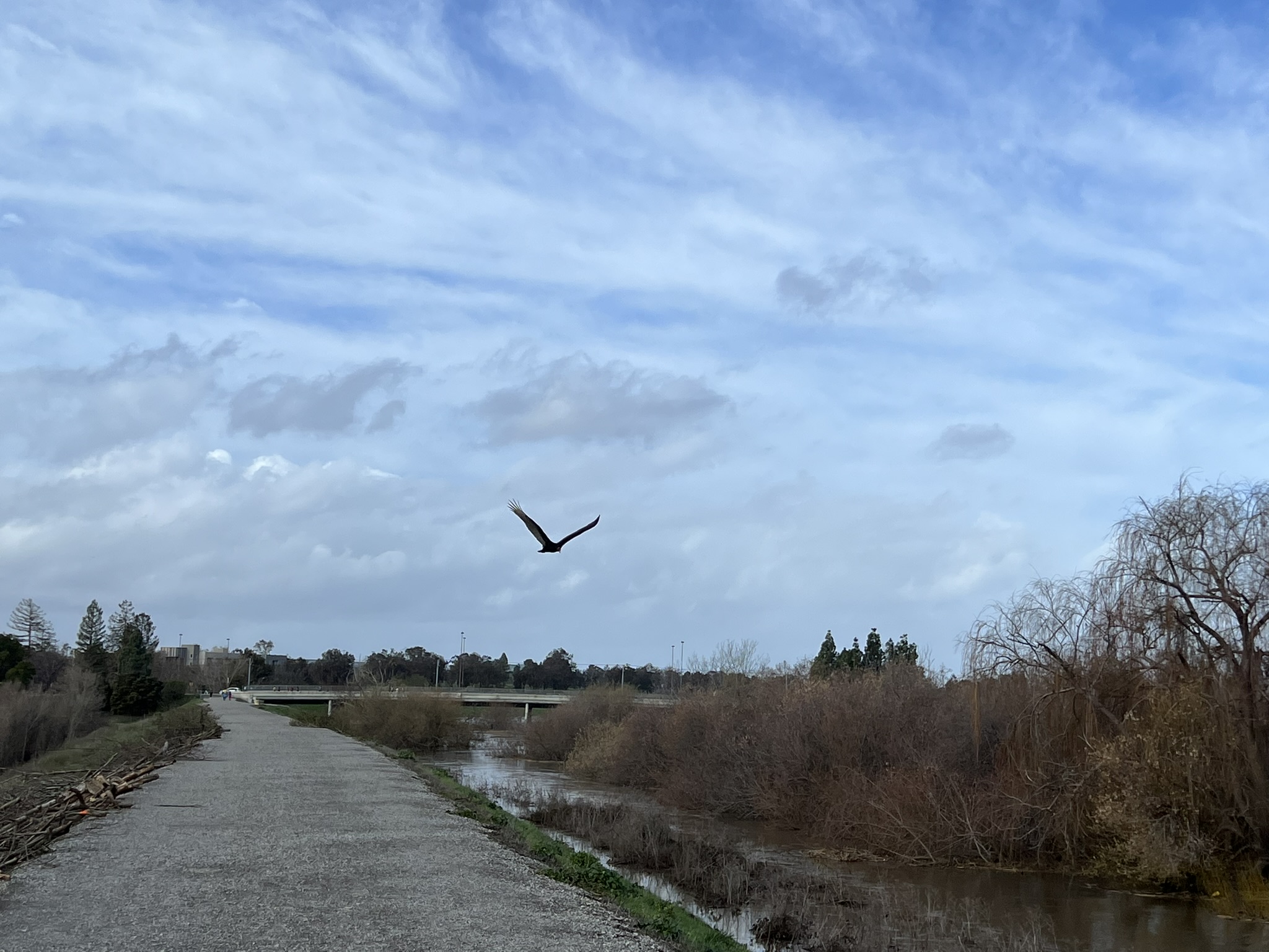 有一只鹰从我头顶低空飞过