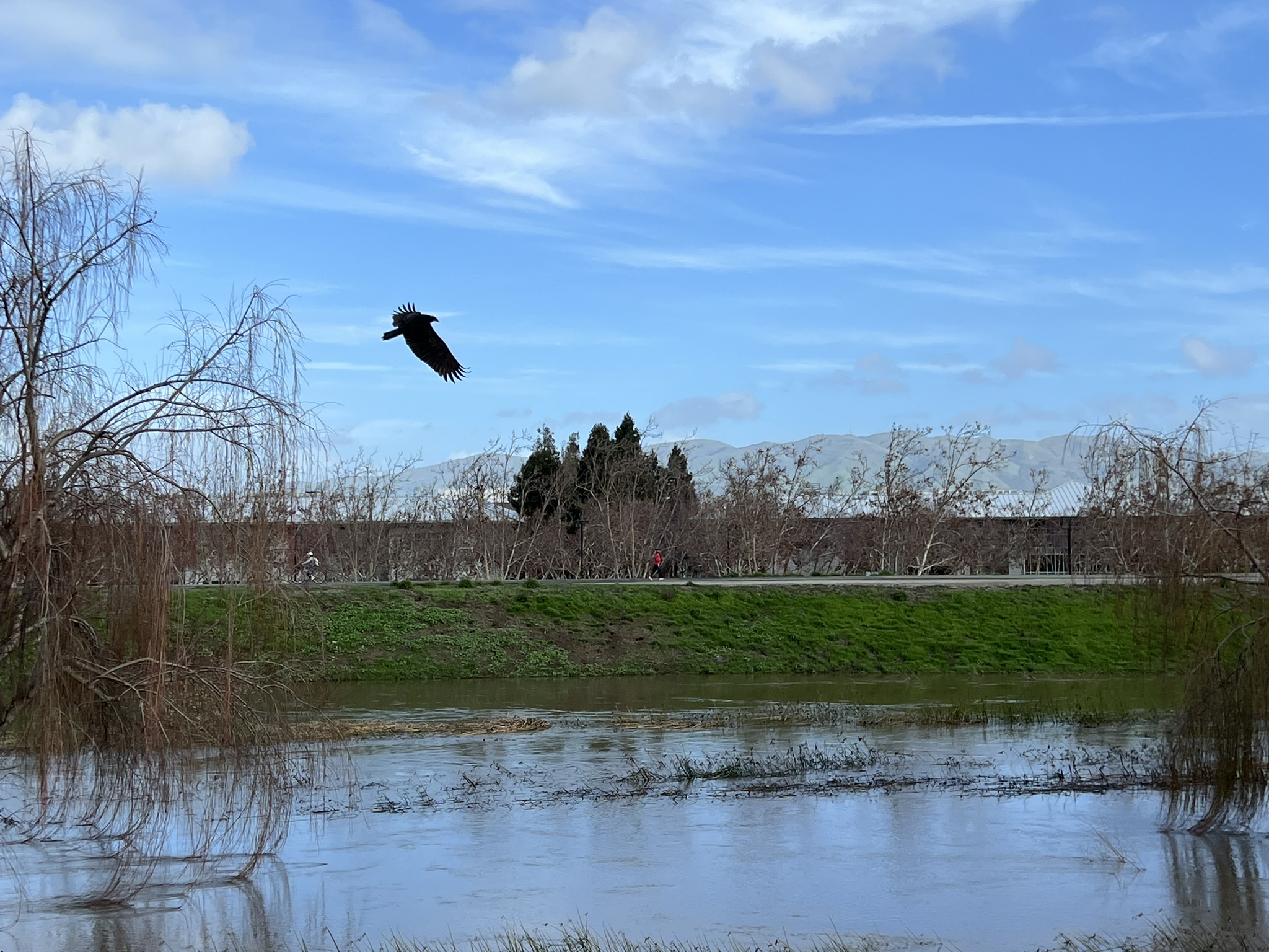 来回了好几周，似乎是在觅食