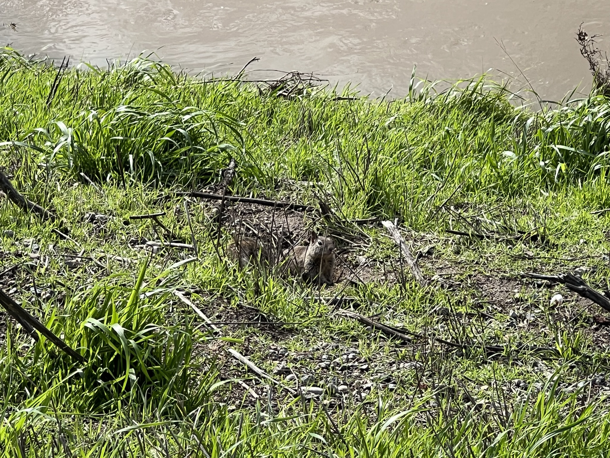 家在河边的加利福尼亚地松树