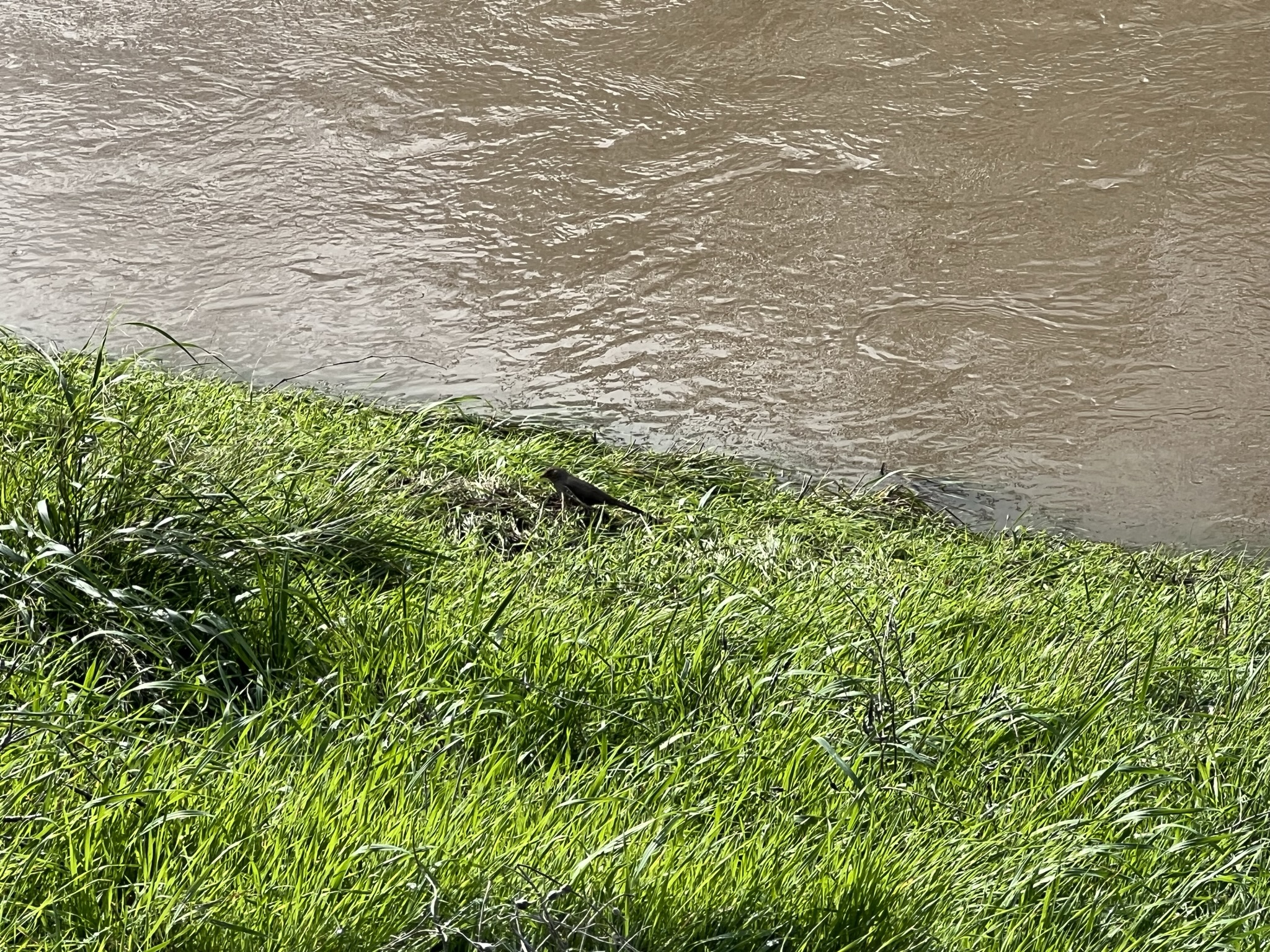 这个鸟鬼鬼祟祟的不知道在干啥