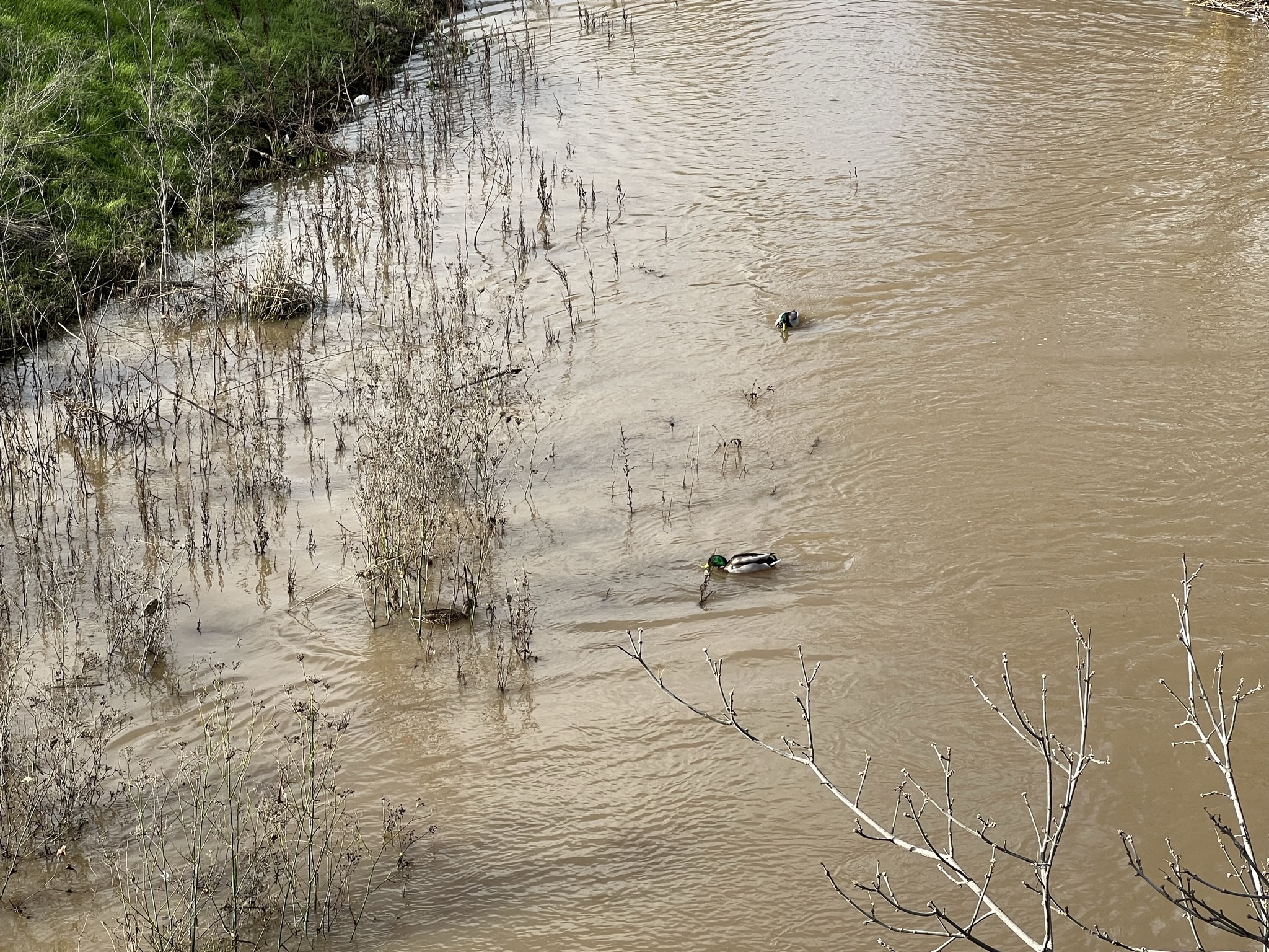 似乎有两对鸭子起了争执