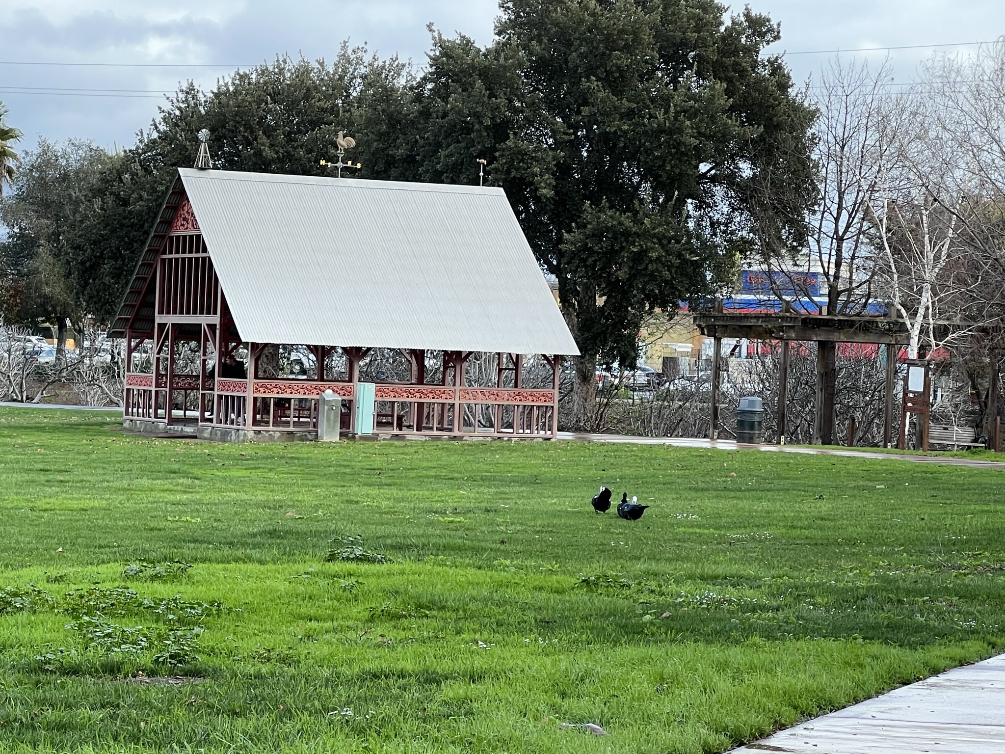 这里有 Muscovy Duck，两公一母，鬼鬼祟祟的，不知道去干嘛，我赶紧跟了上去