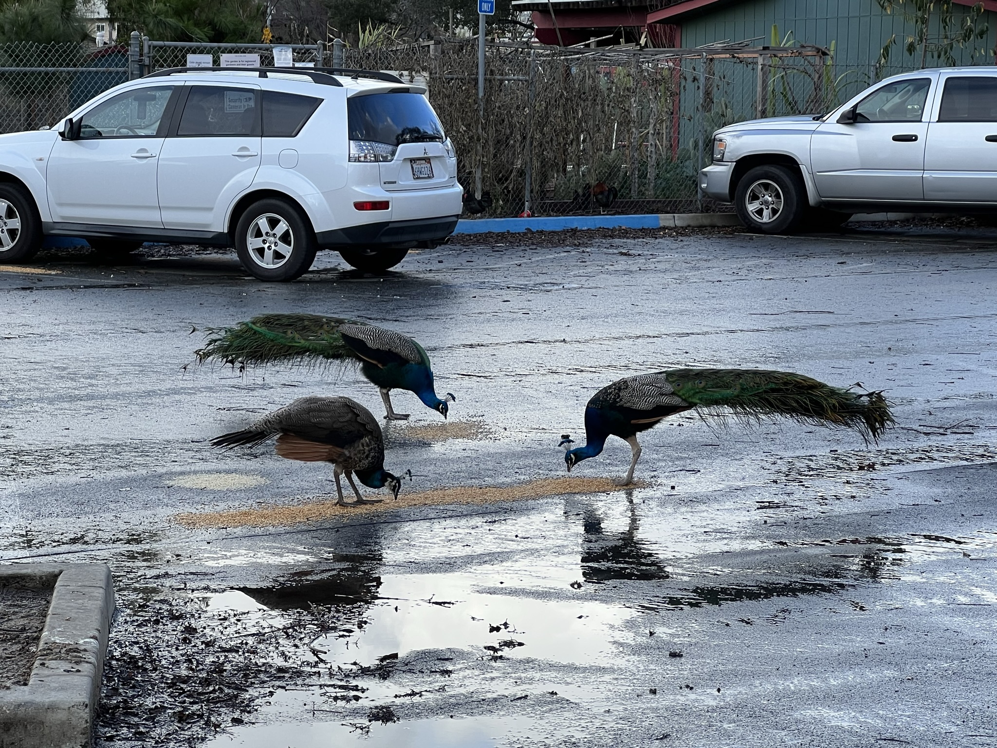 一共居然有三个