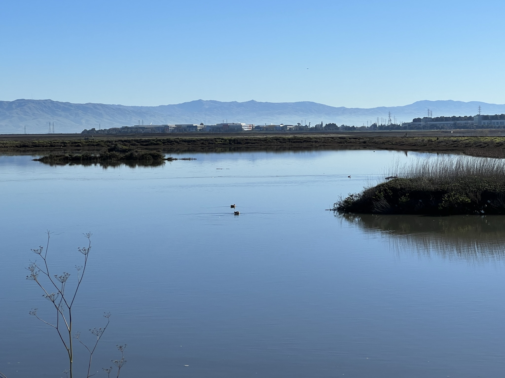 公园前水塘里有不少鸭子