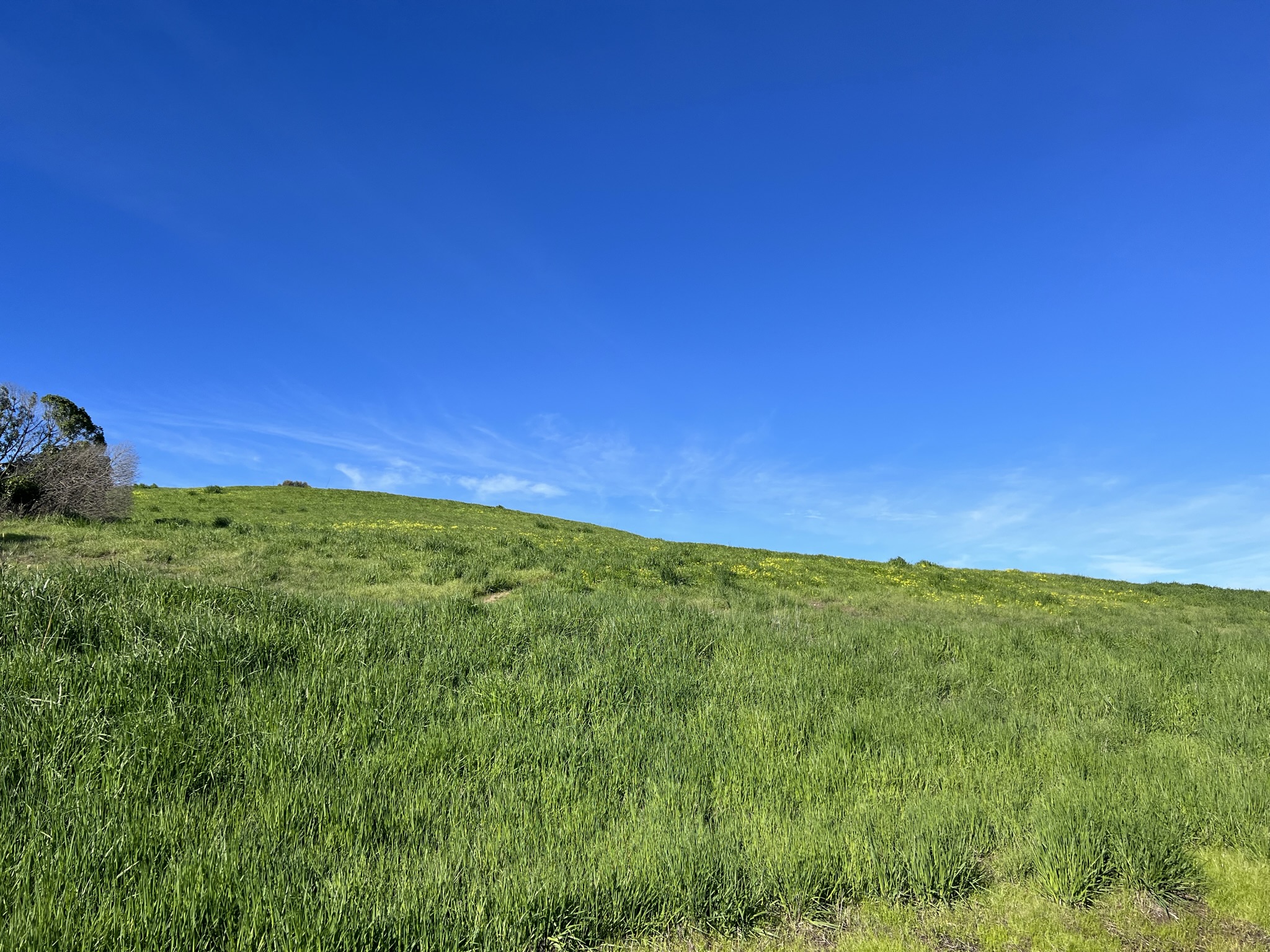 山上开了黄色的野花