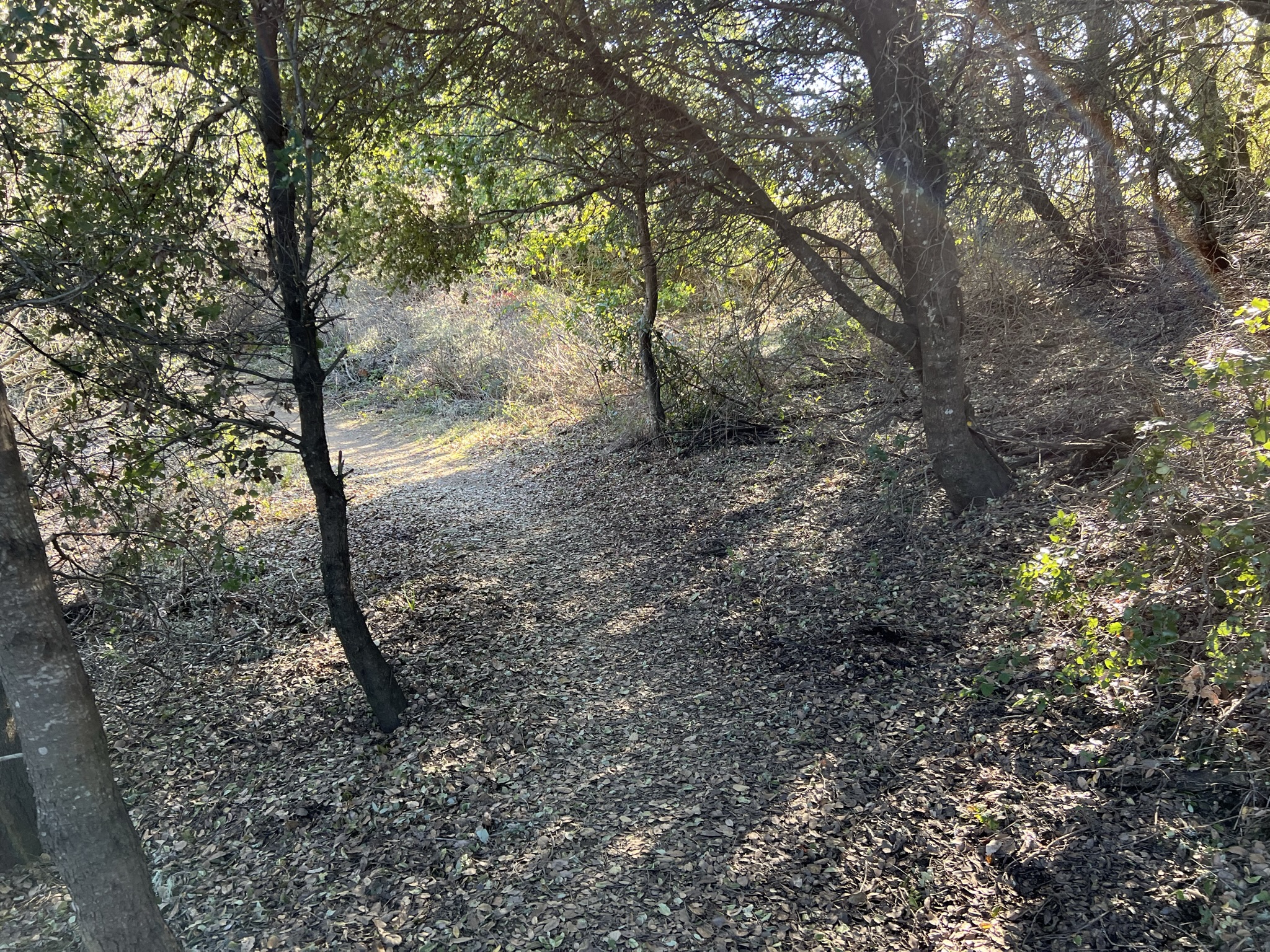 台风过后，满地的落叶都覆盖了步道
