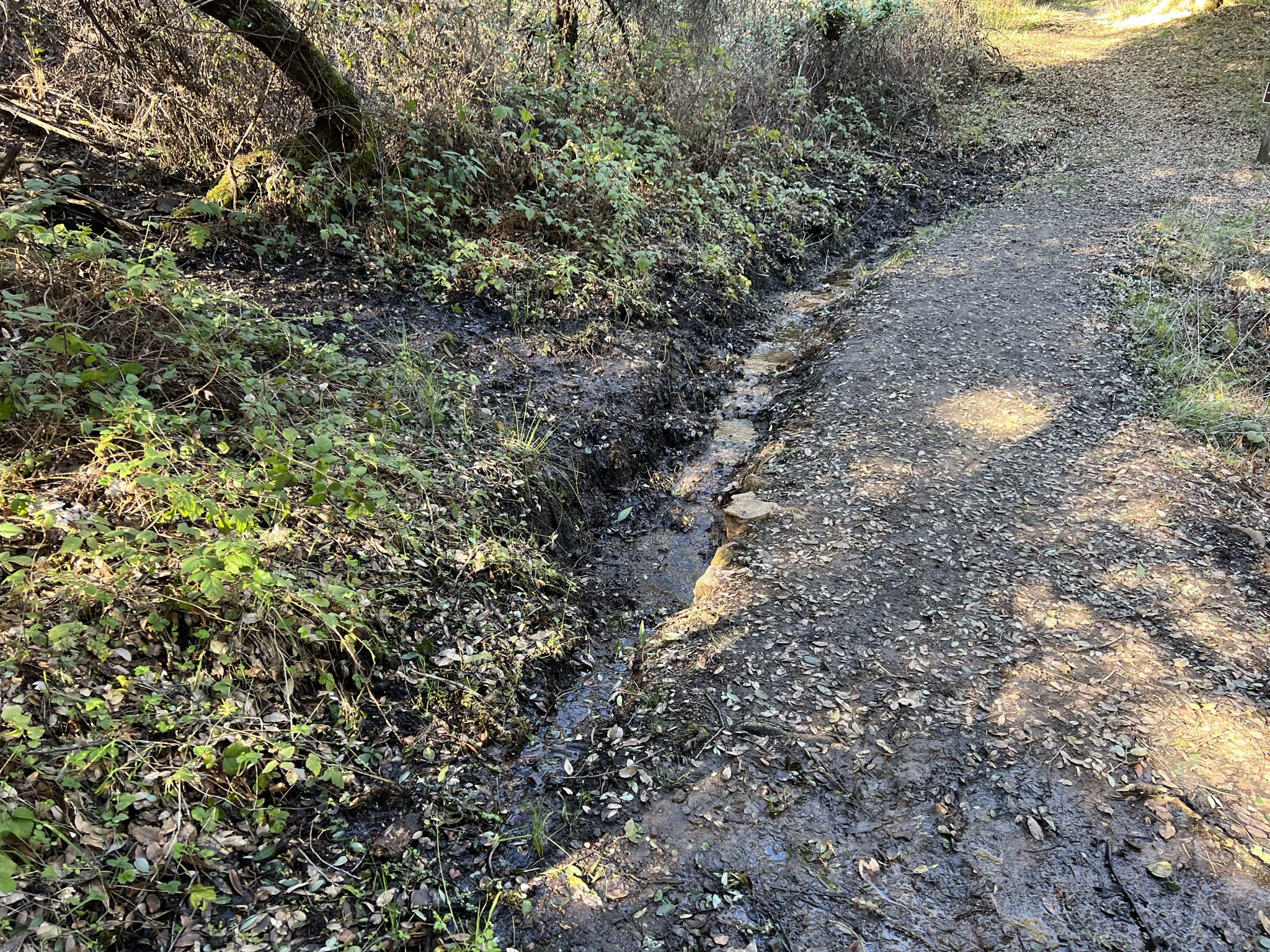 地上有很多流水