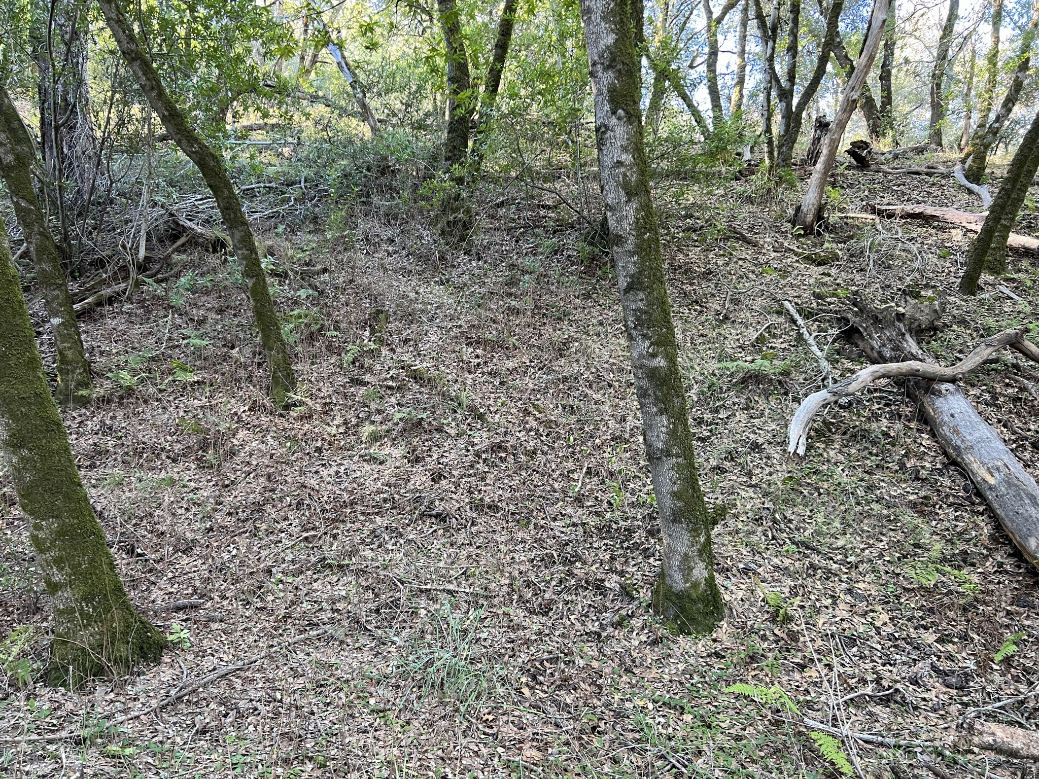 圣安地列斯断层的层面上都覆盖满了树叶，已经看不出了