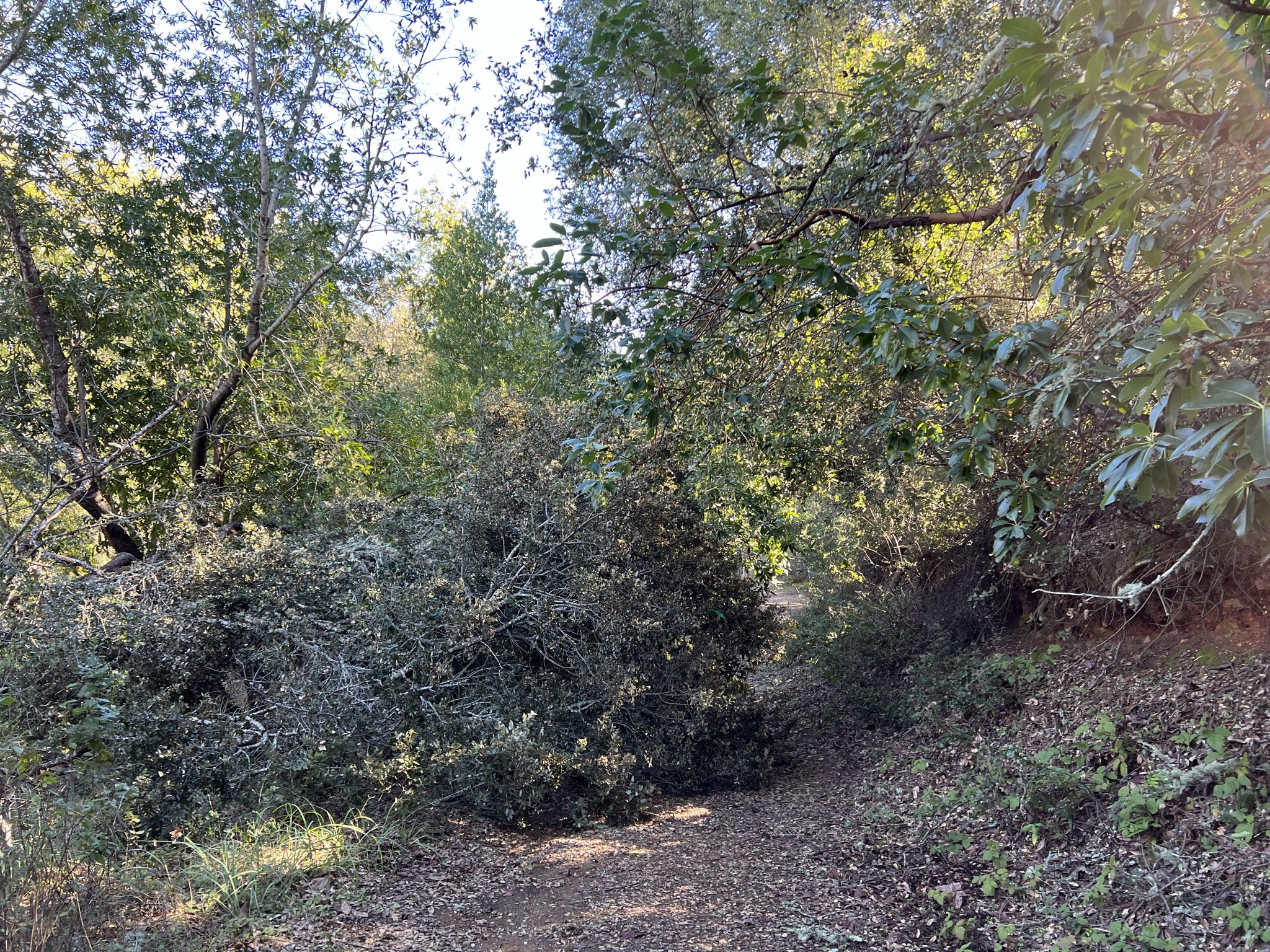 台风刮倒的树木拦住了路