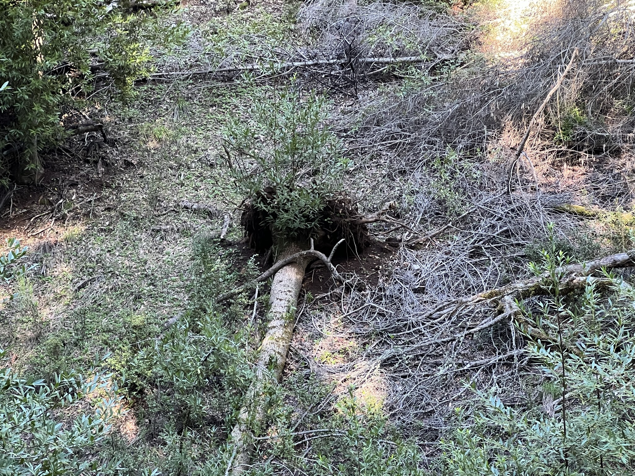 已经倒下的树木依旧可以生长