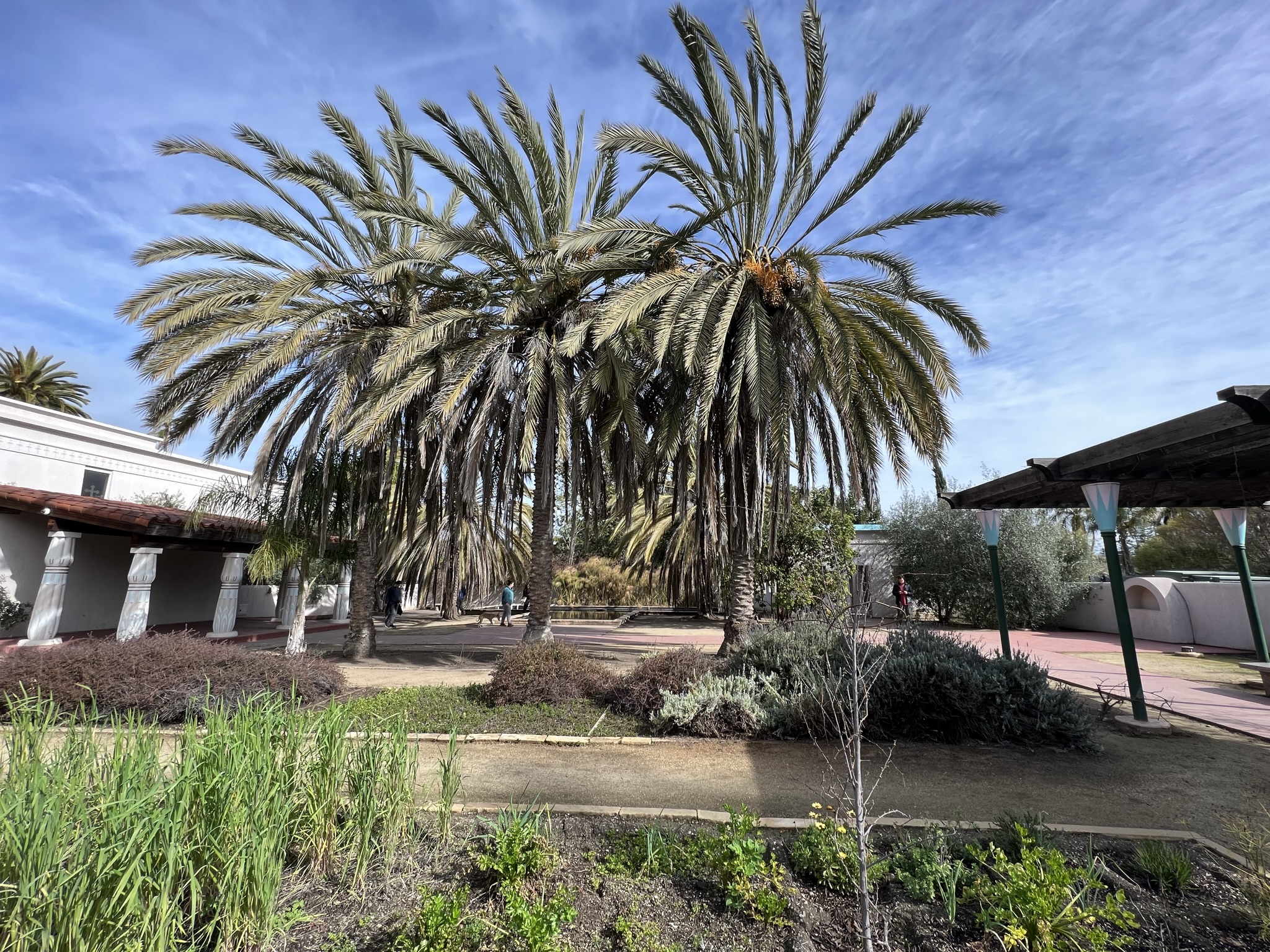 后花园还有水池