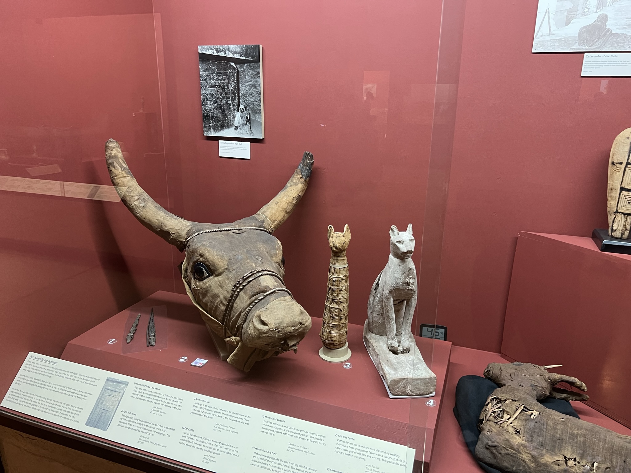 牛木乃伊，猫木乃伊，猫木乃伊的木棺