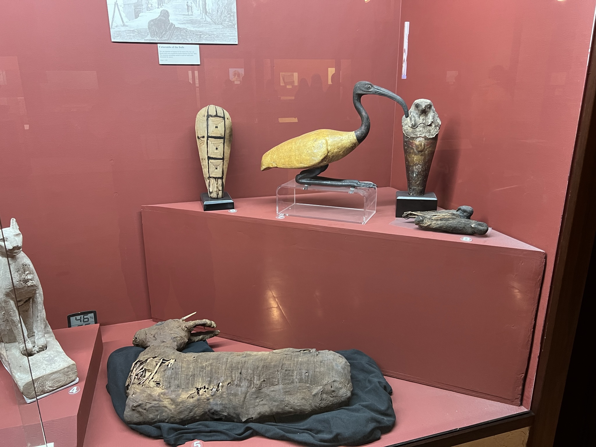 牛木乃伊（里面特地填了点草），鸟木乃伊，鸟木乃伊的木棺