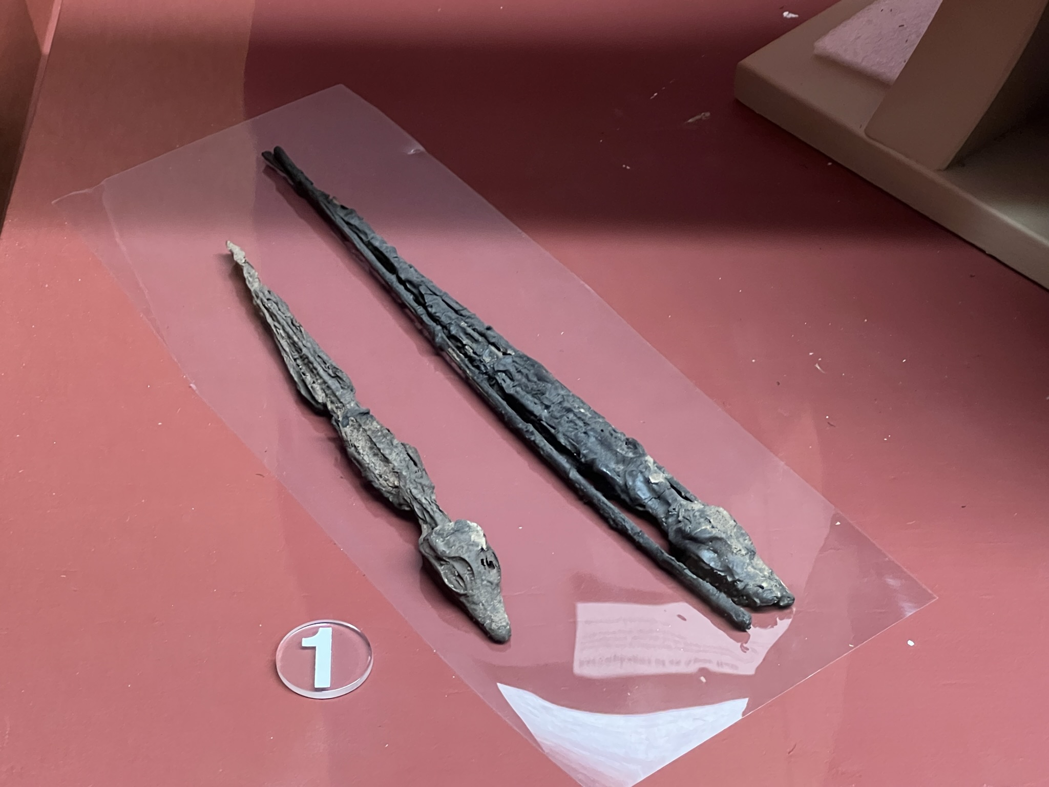 鳄鱼木乃伊，很小，他不说我可能以为是个壁虎的干尸