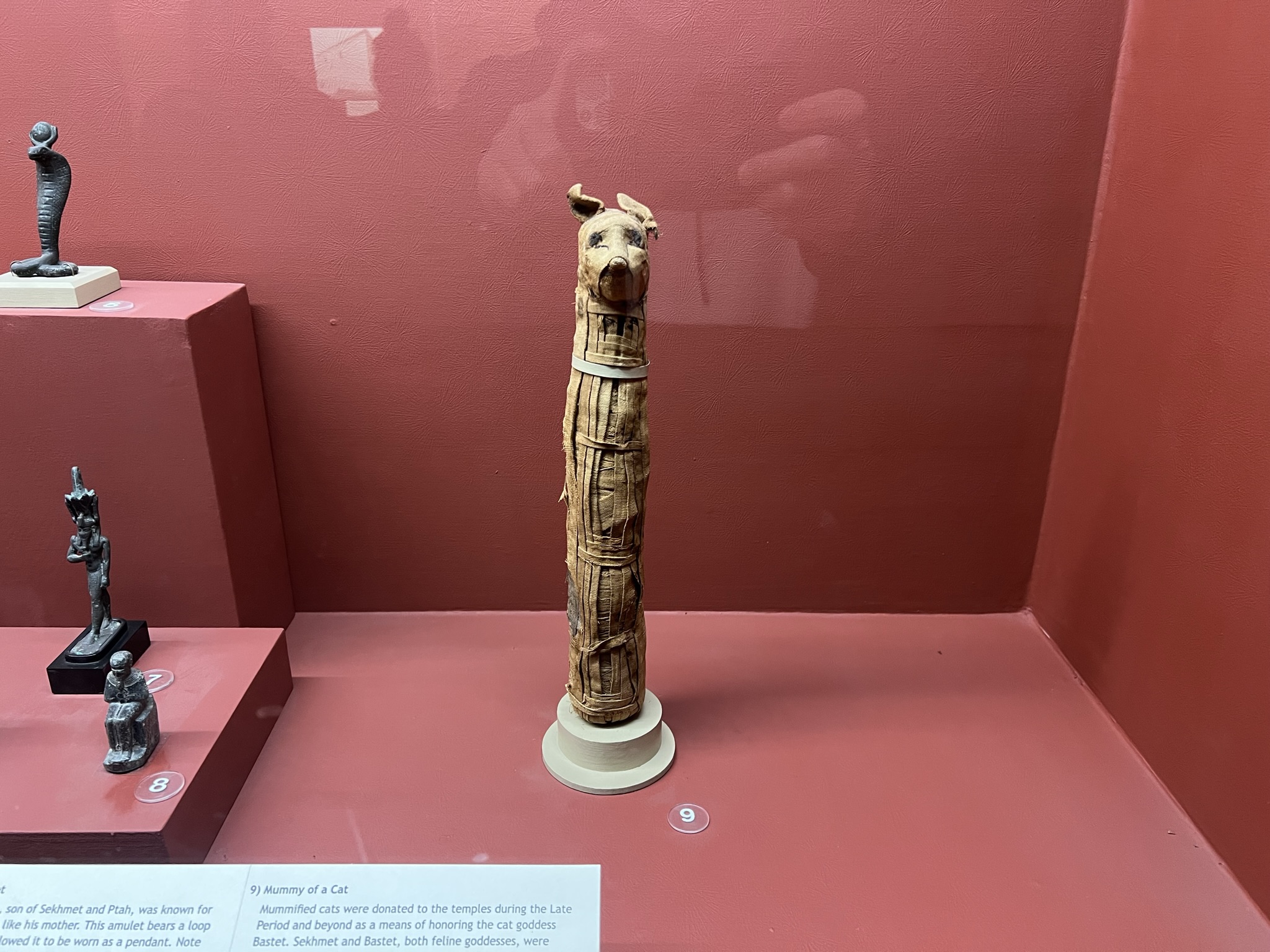 这个不是狗，而是猫的木乃伊