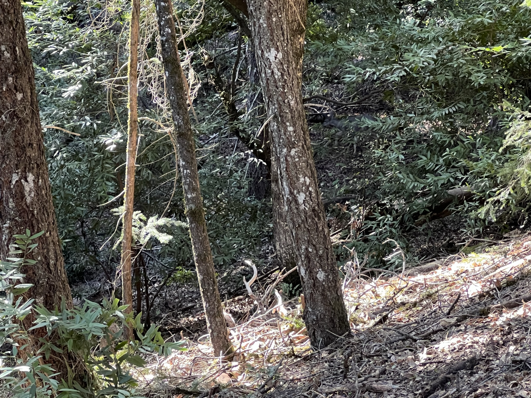 请找出图中的鹿