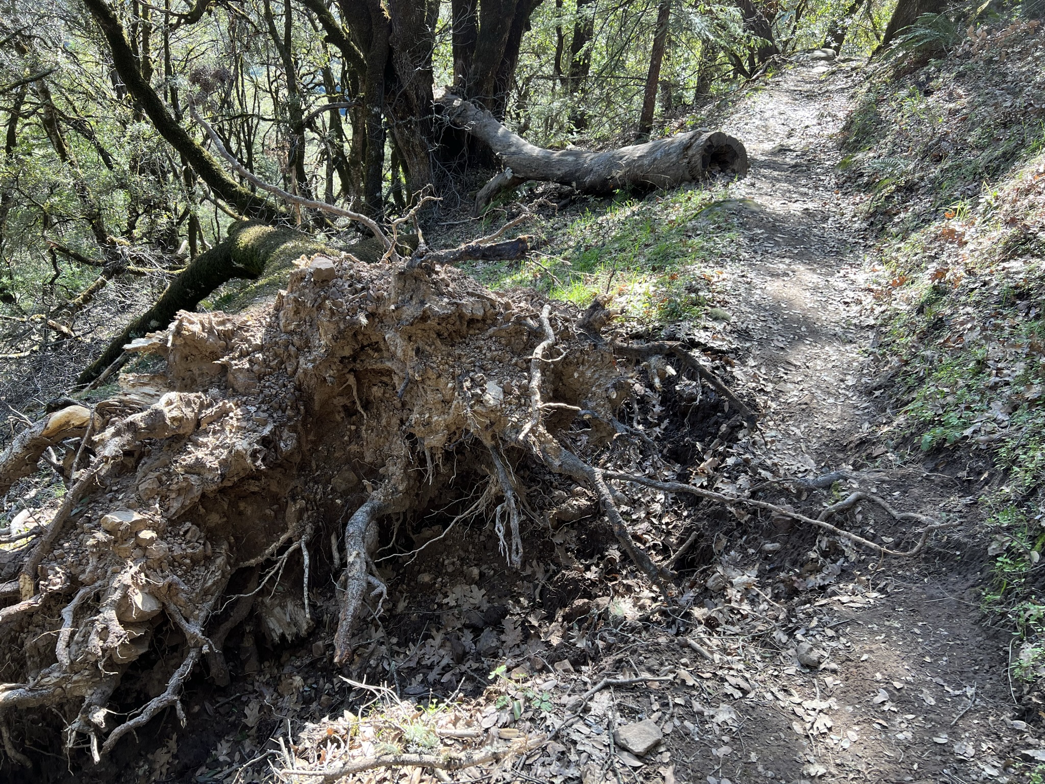我选的路因为大树的倒塌已经非常危险，所以折返走另一条路