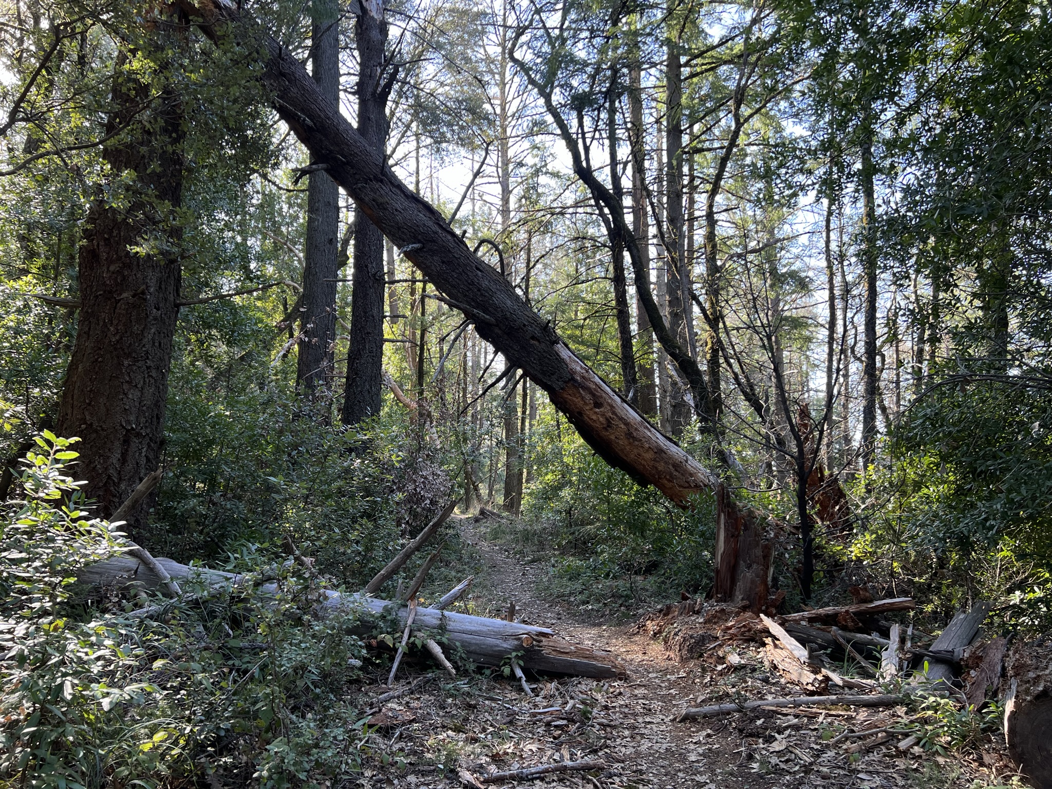 一路上有非常多倒下的大树