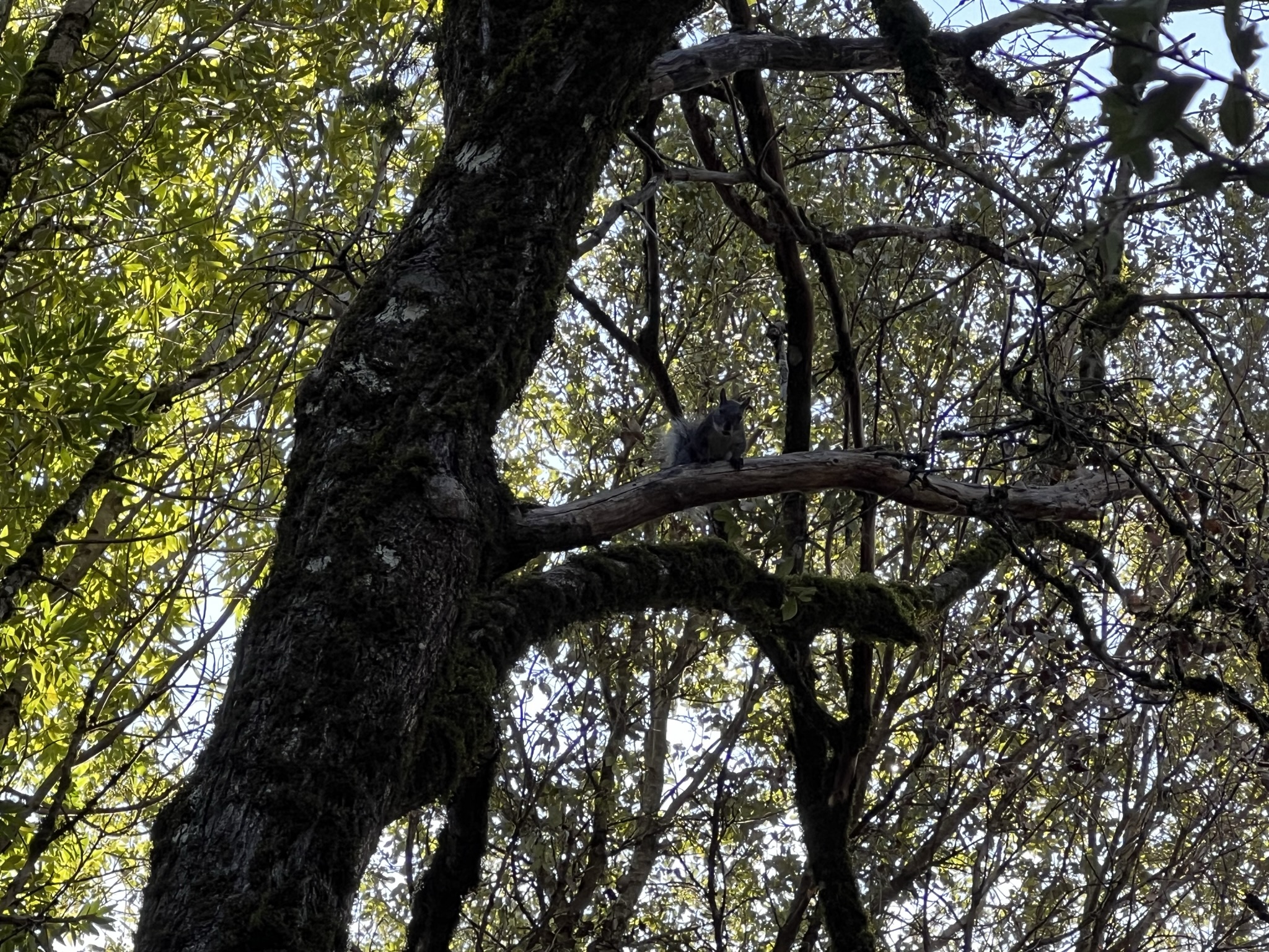 碰到了一个松鼠，我盯了它二十分钟，它逐渐暴躁，骂了我二十分钟