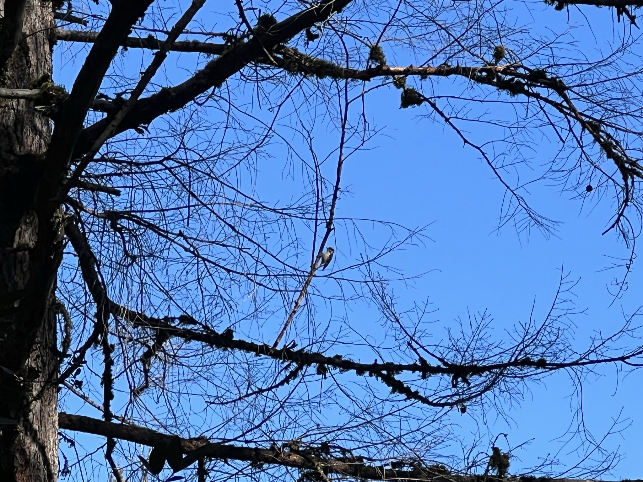 另一边是一个啄木鸟